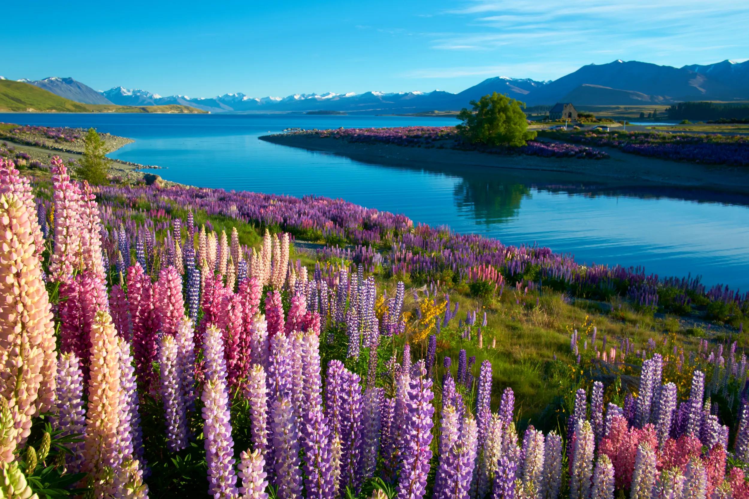 Early morning sun falls on the lupins near the Church of the Good Shepherd near Lake Tekapo, on New Zealand's South Island.