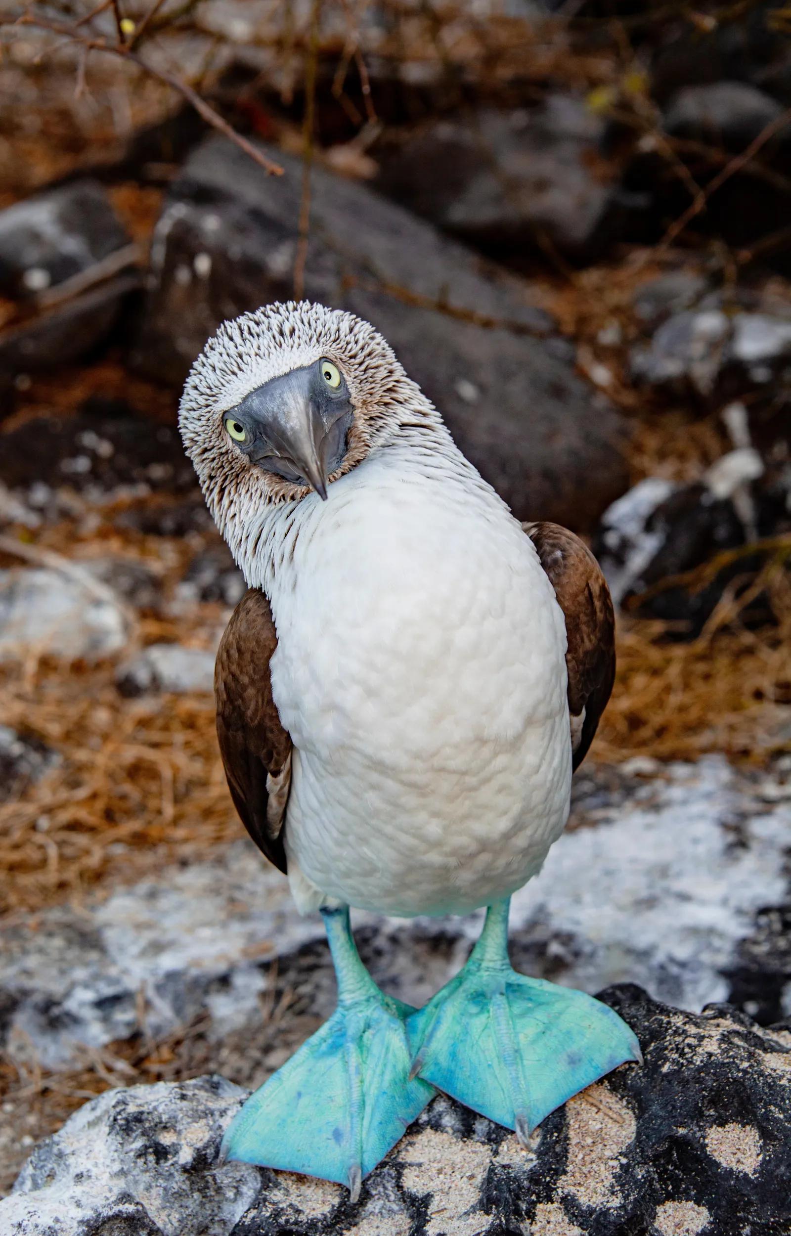 The Blue-footed Boobies' courtship dance.
