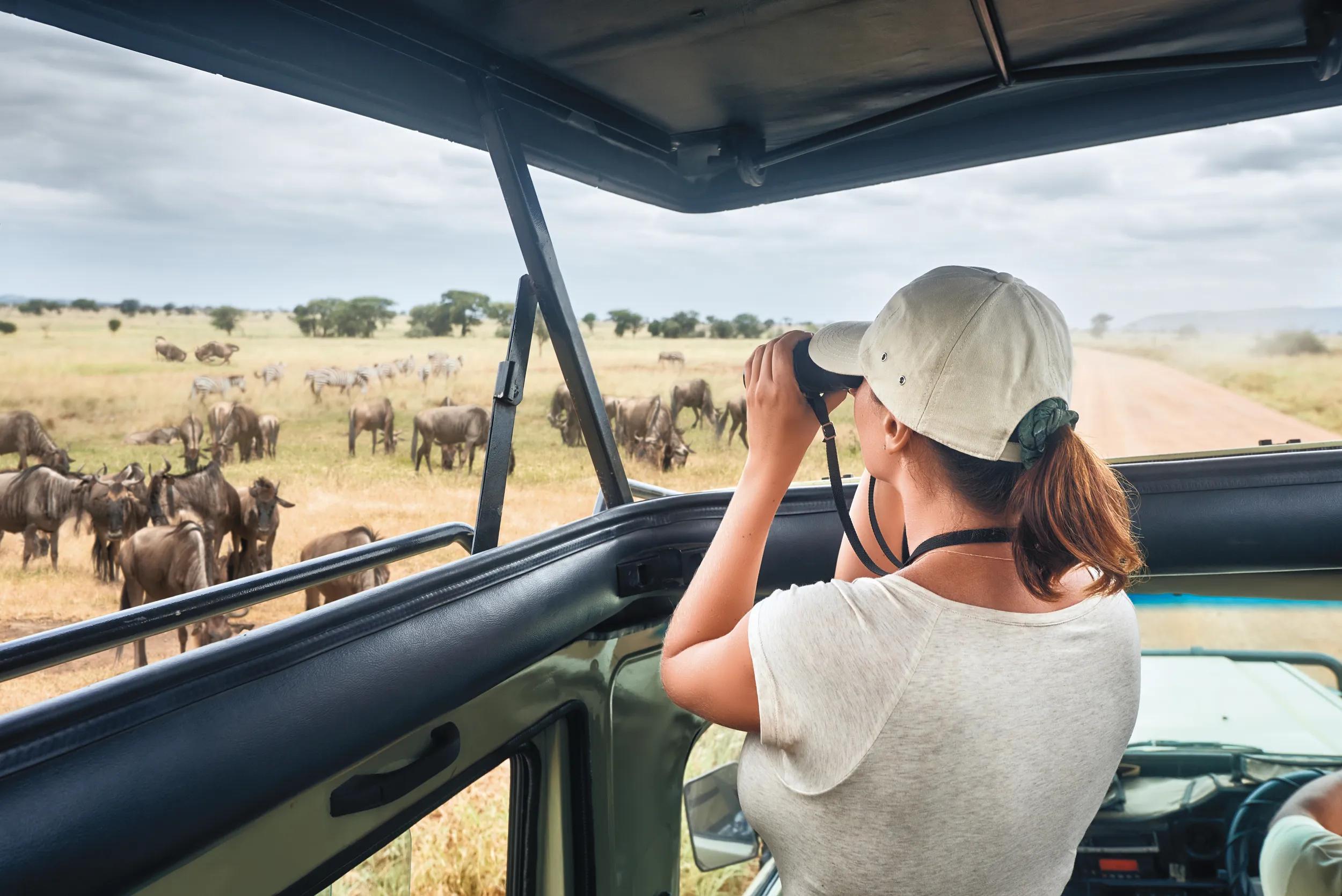 Woman tourist on safari in Africa, traveling by car with an open roof of Kenya and Tanzania, watching zebras and antelopes in the savannah..National park Serengeti