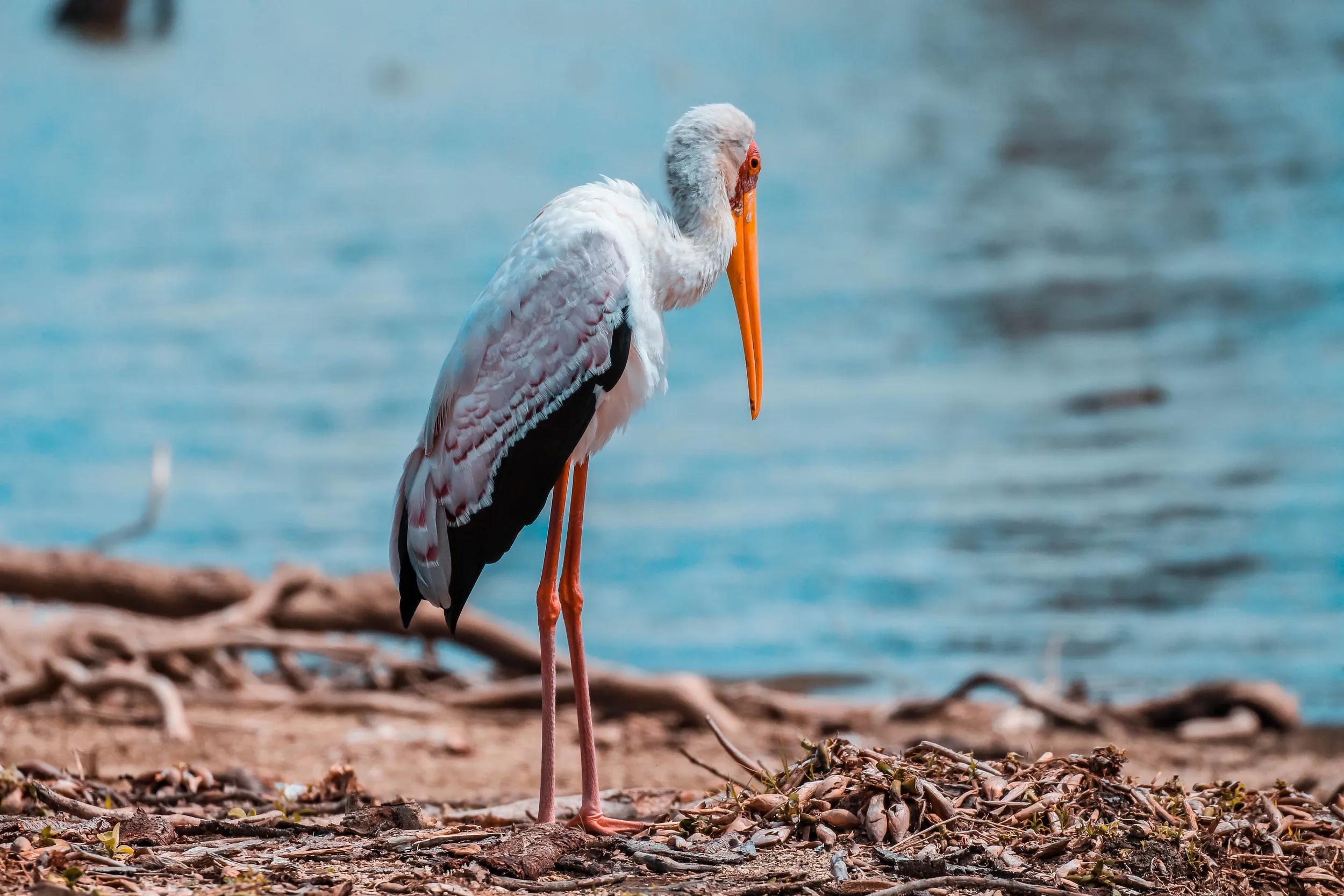 Yellow Billed Stork