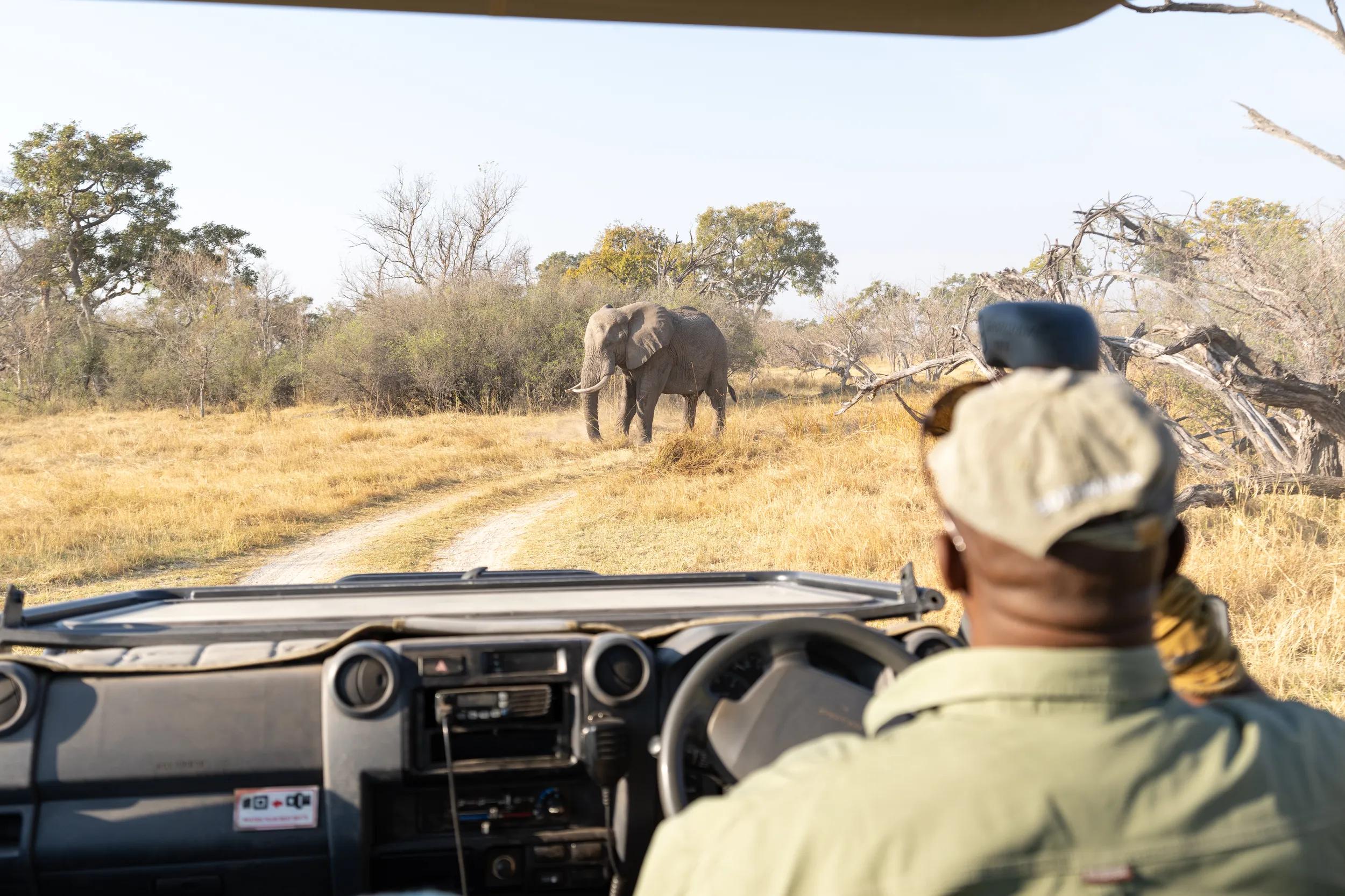 Elephant viewed from safari vehicle, Sediba Sa Rona Safari Lodge