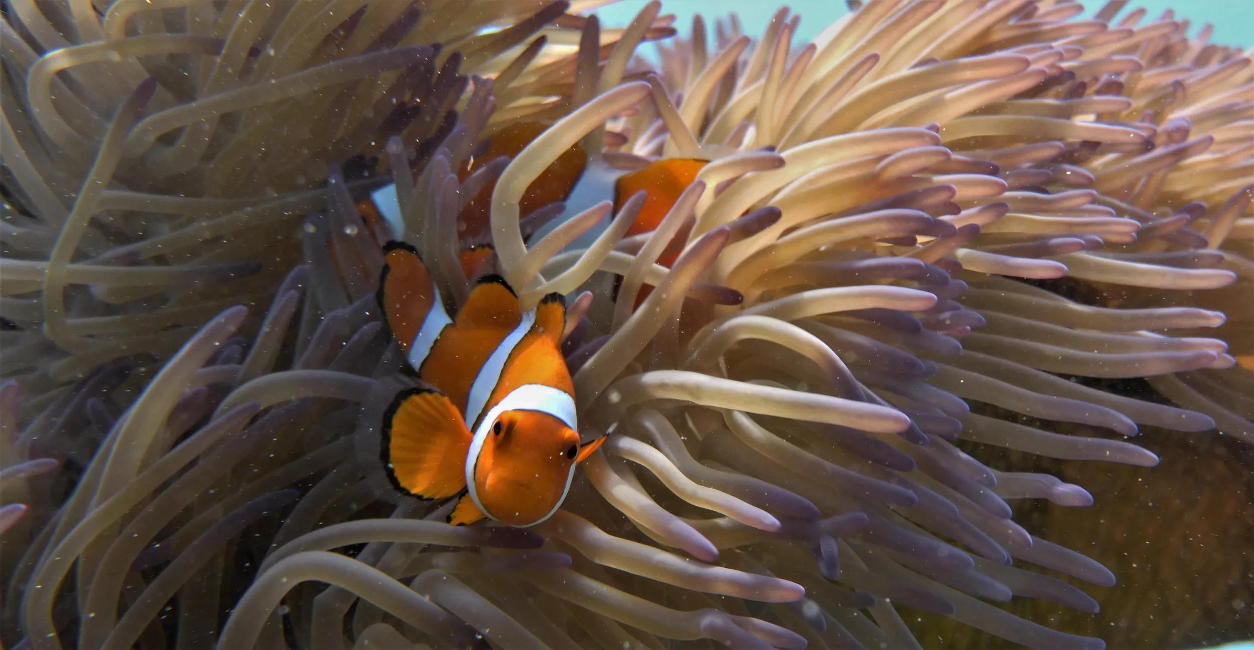 Clown Fish and Anemone, Fitzroy Island Reef QLD - Outerknown Adventures Great Barrier Reef
