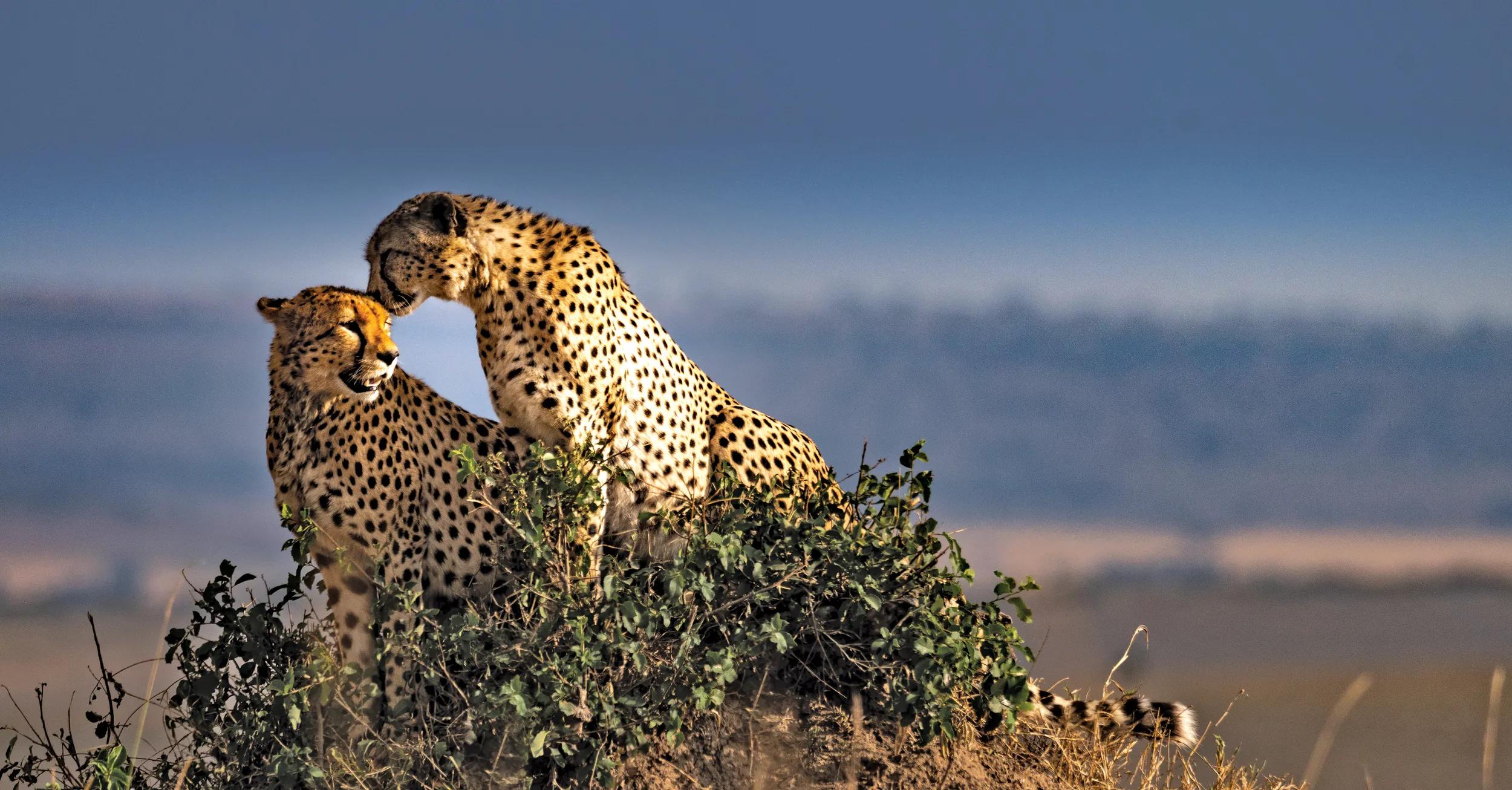 Two cheetahs on rock