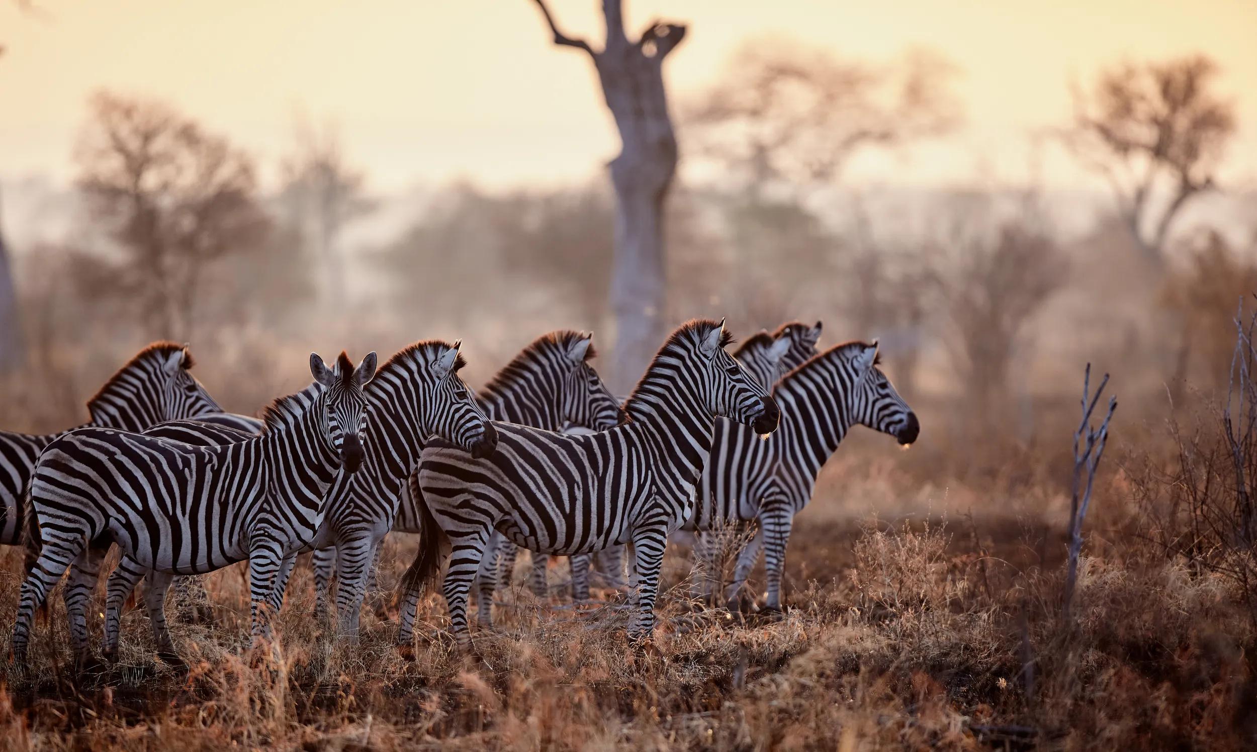 Burchell's zebras. Sunset. Satara Orpen road area in Kruger National Park, South Africa.
