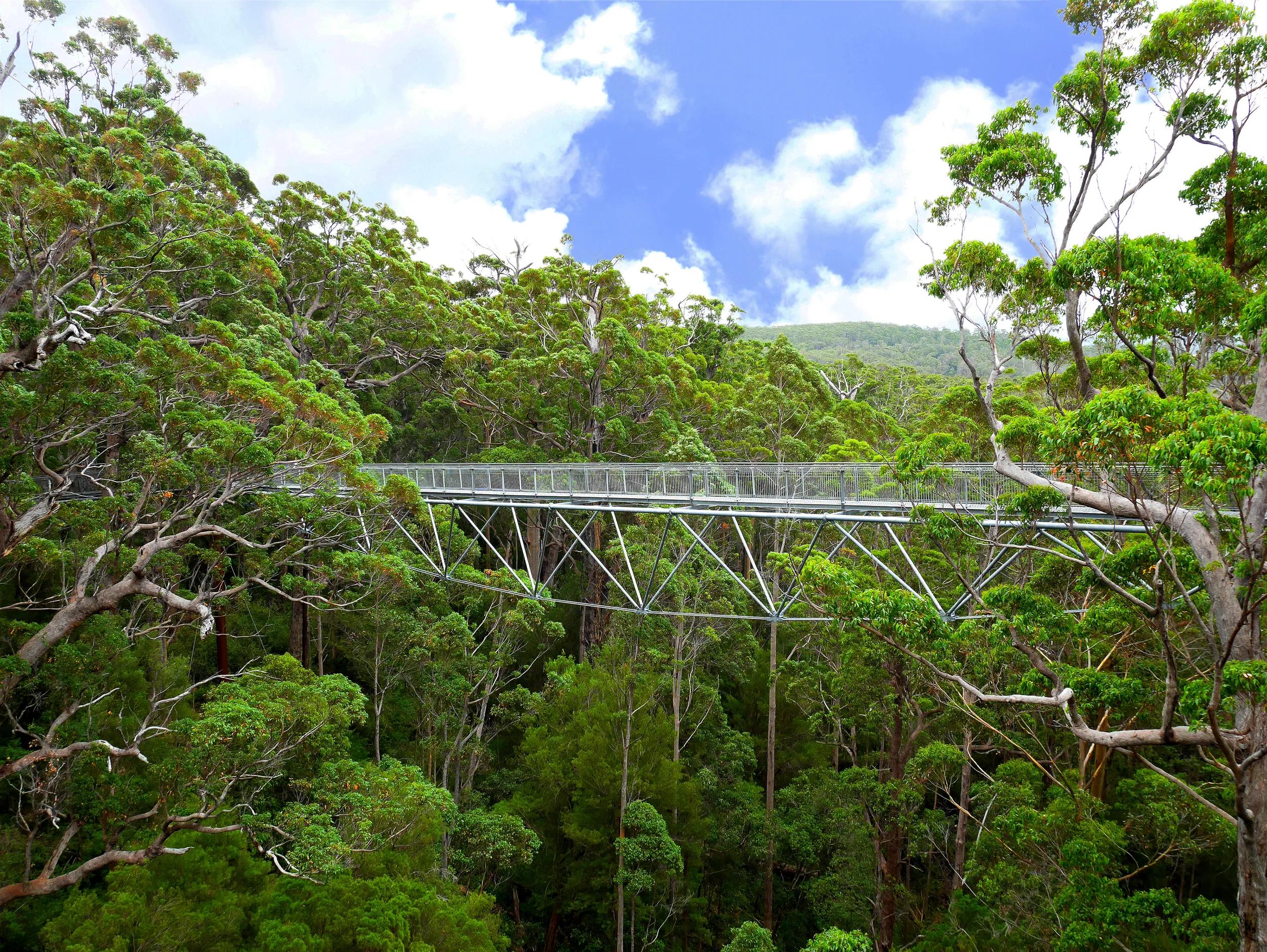 Valley of the Giants Tree Top Walk, Western Australia