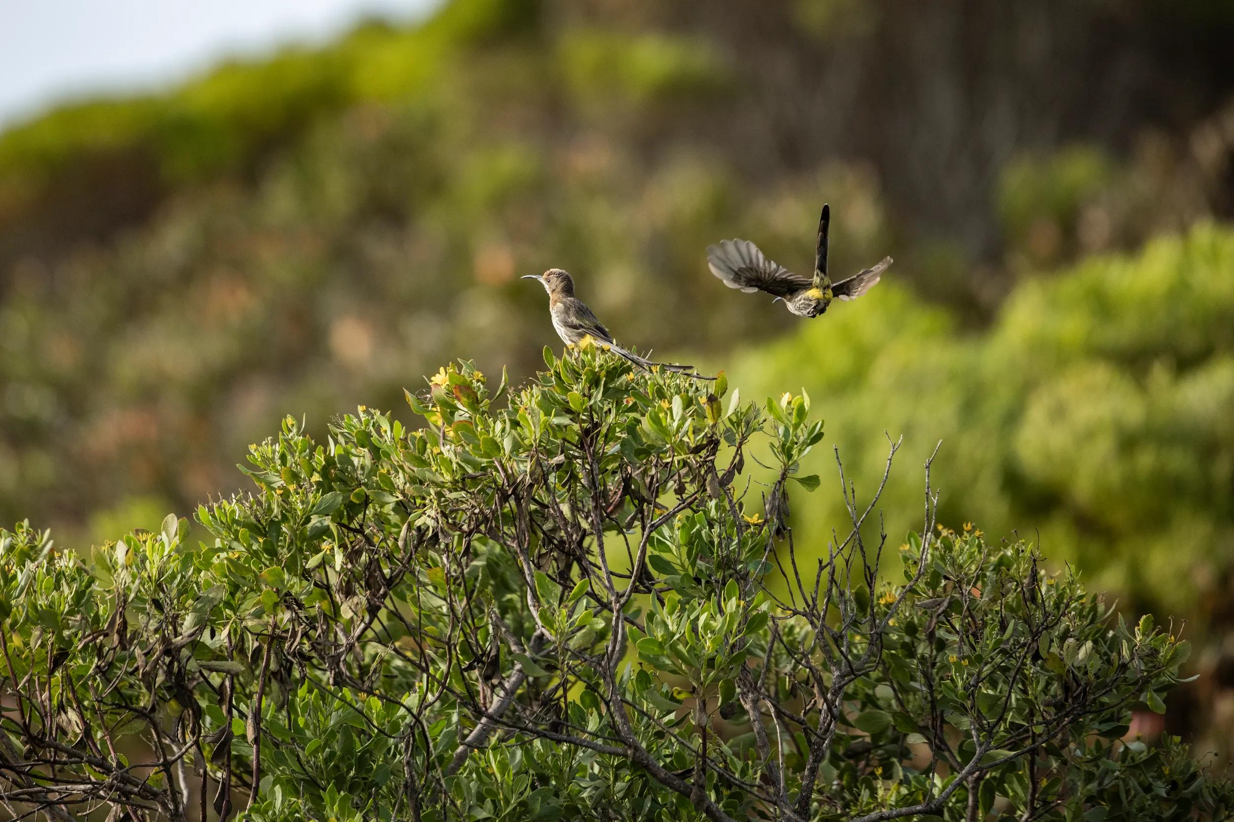Cape sugarbird (Promerops cafer) sitting on Bietou bush (Osteospernum moniliferum), Grootbos Private Nature Reserve, Western Cape, South Africa