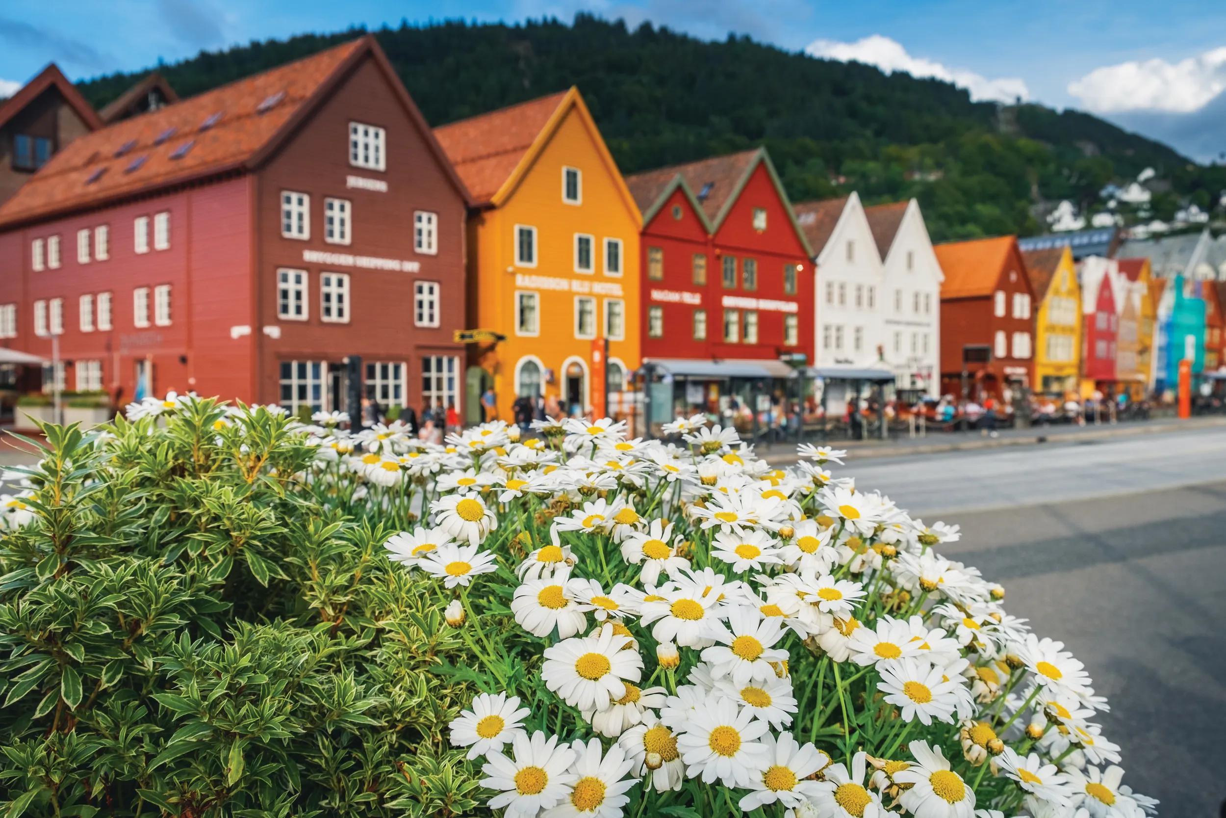 Multicolored flowers growing at the Bryggen - Hanseatic wharf in Bergen, Norway.