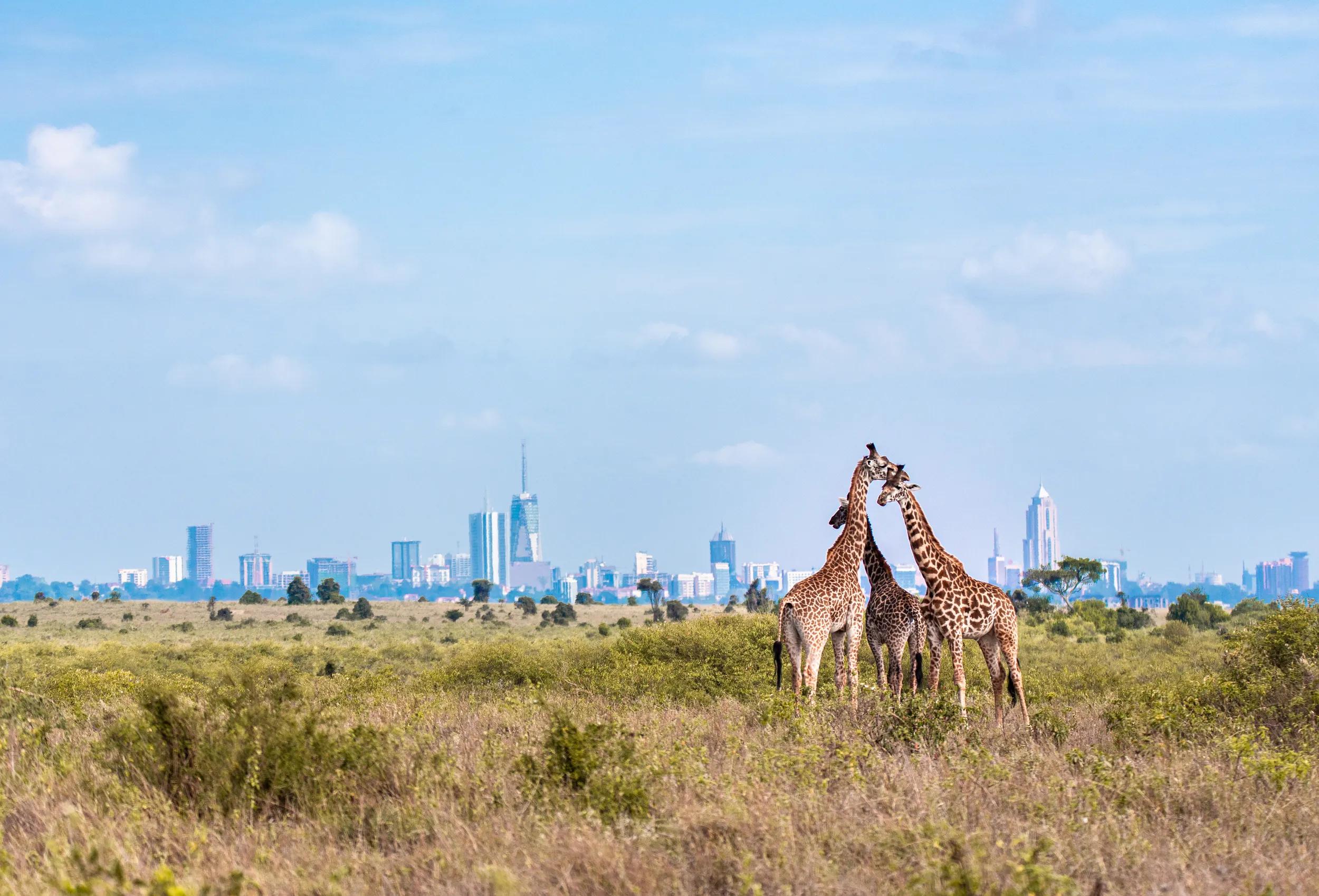 Family of Giraffes in the Park - Nairobi Skyline