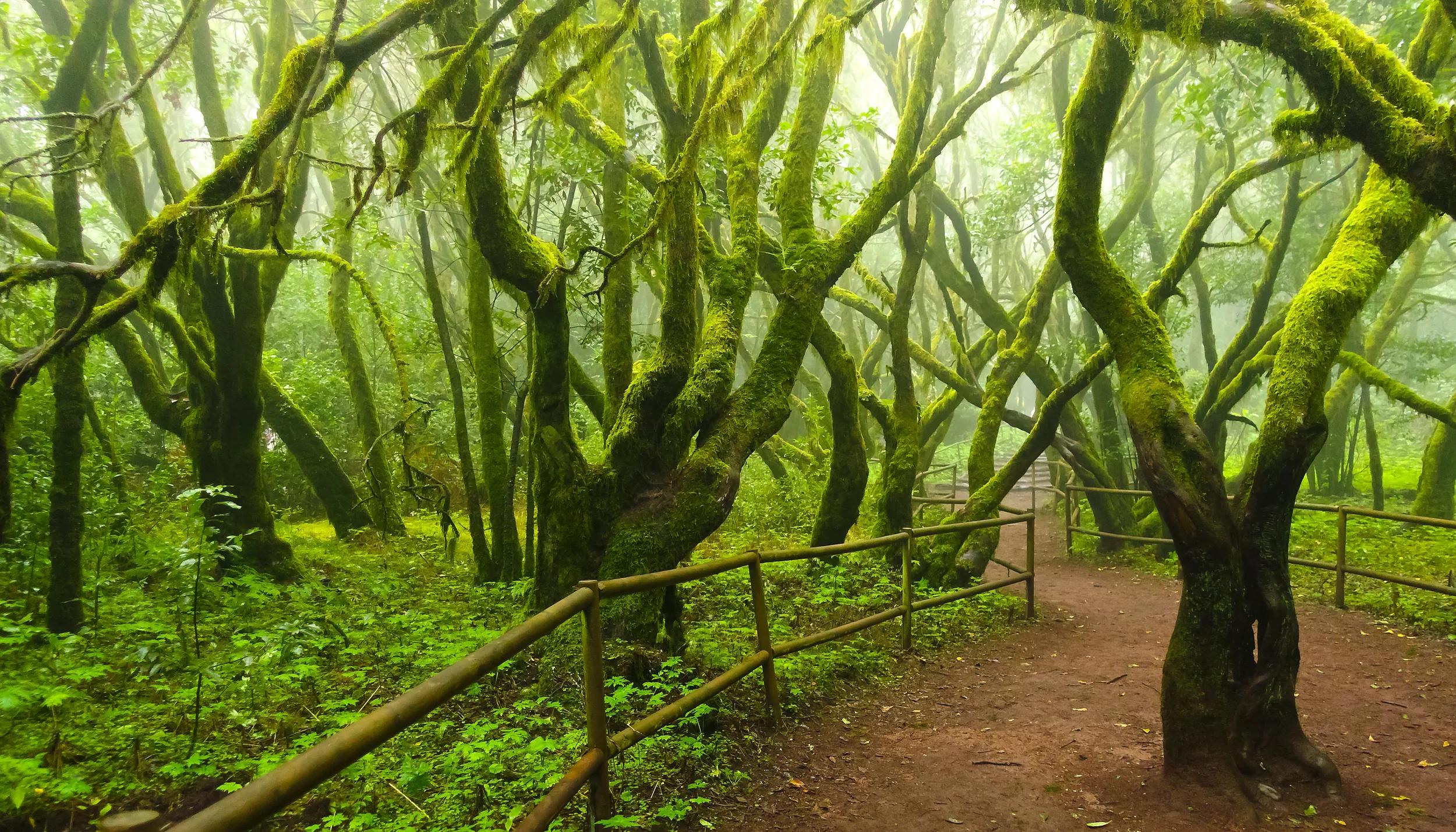 Mossy trees in the evergreen cloud forest of Garajonay National Park, La Gomera, Canary Islands, Spain.