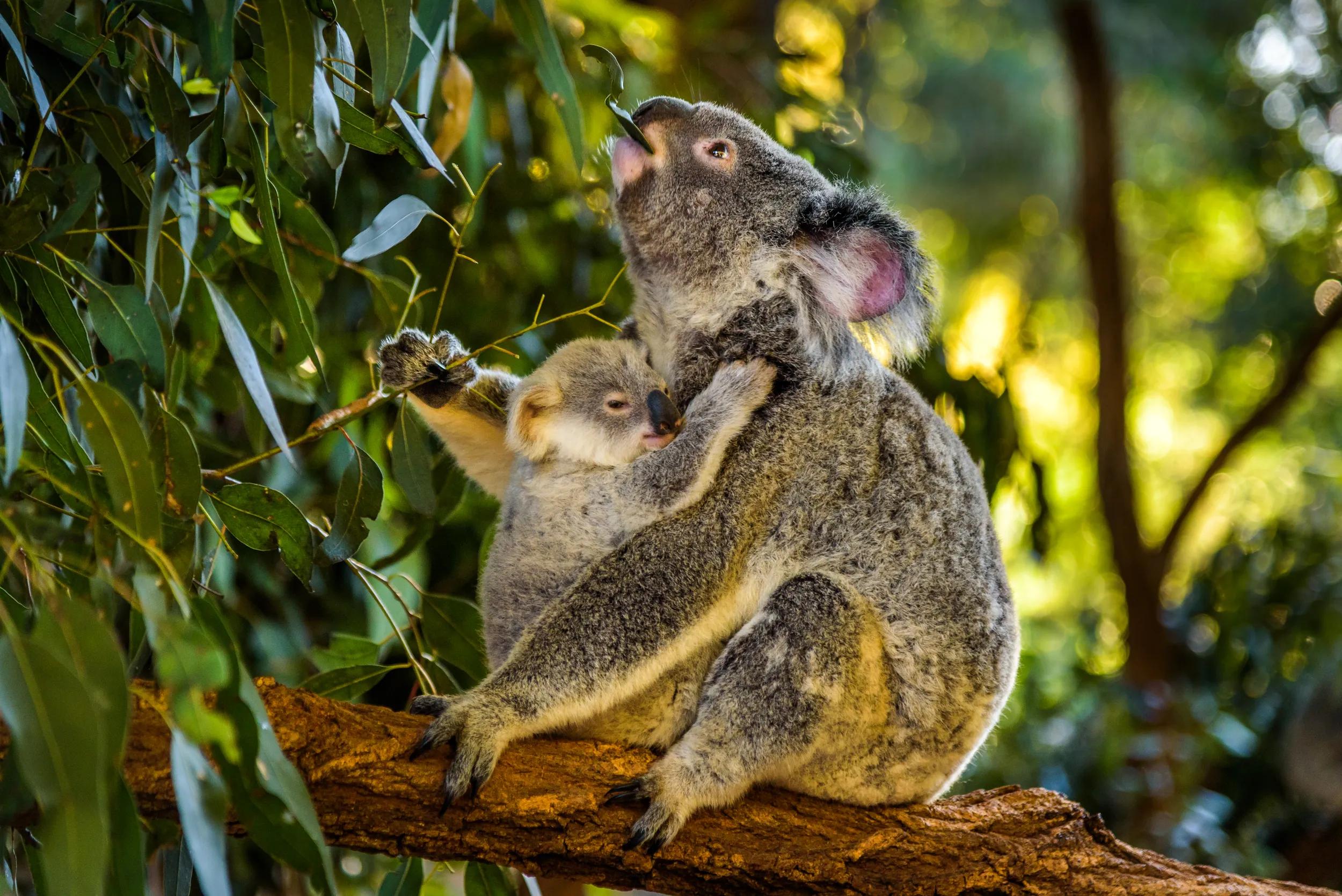 Adult and baby koala in gumtree Queensland.