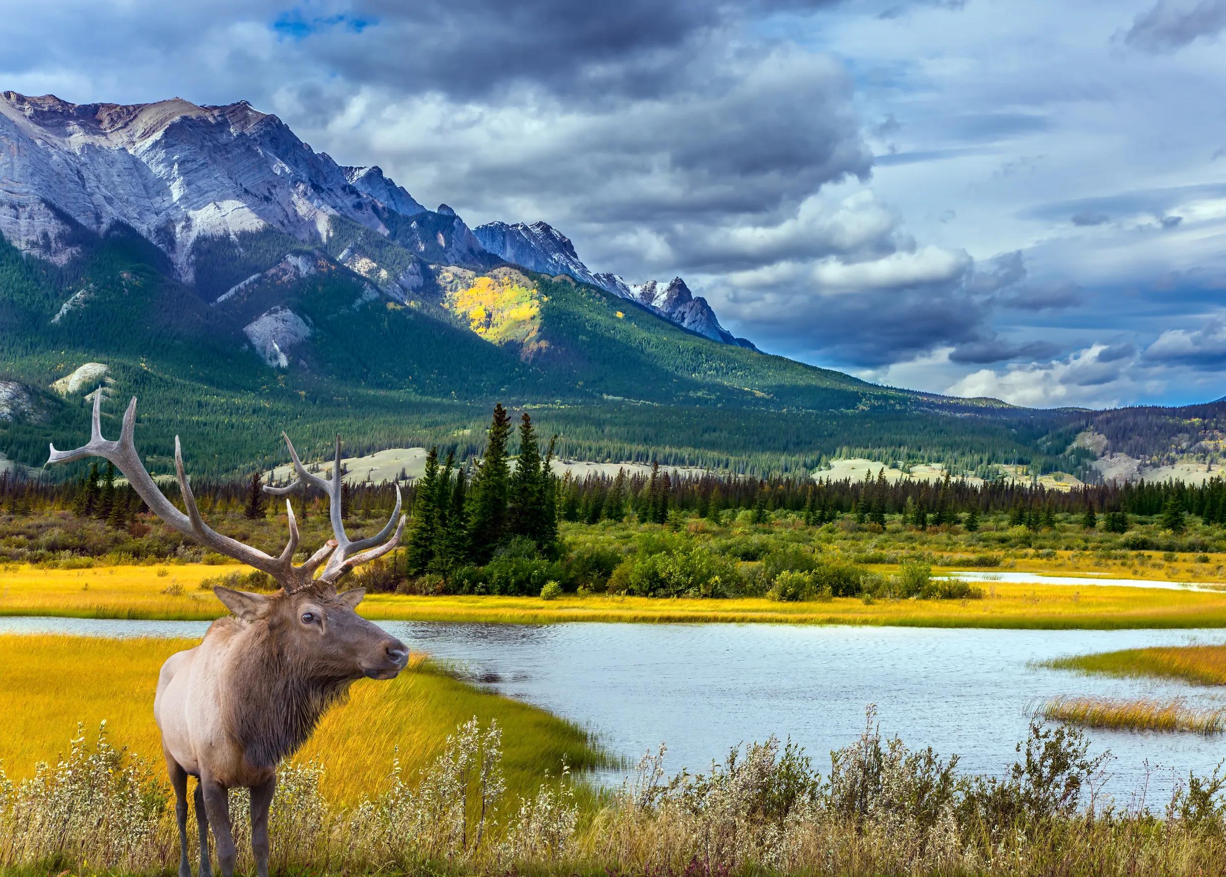 Grandiose landscape in the Rocky Mountains. A noble deer with branched horns graze on the shore of a picturesque lake. The concept of ecological and active tourism