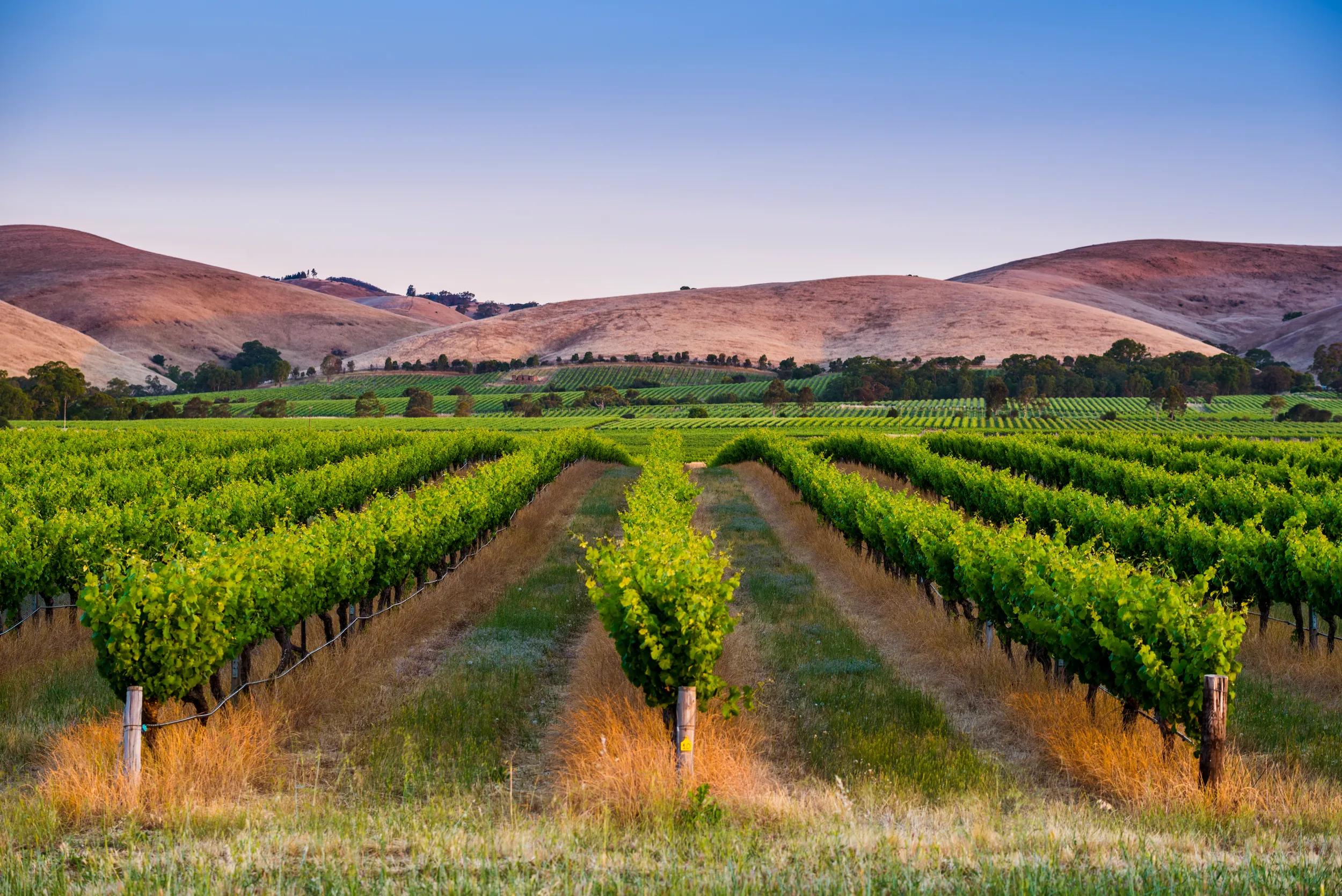 Barossa Valley, South Australia, Australia. Vineyard at dusk.