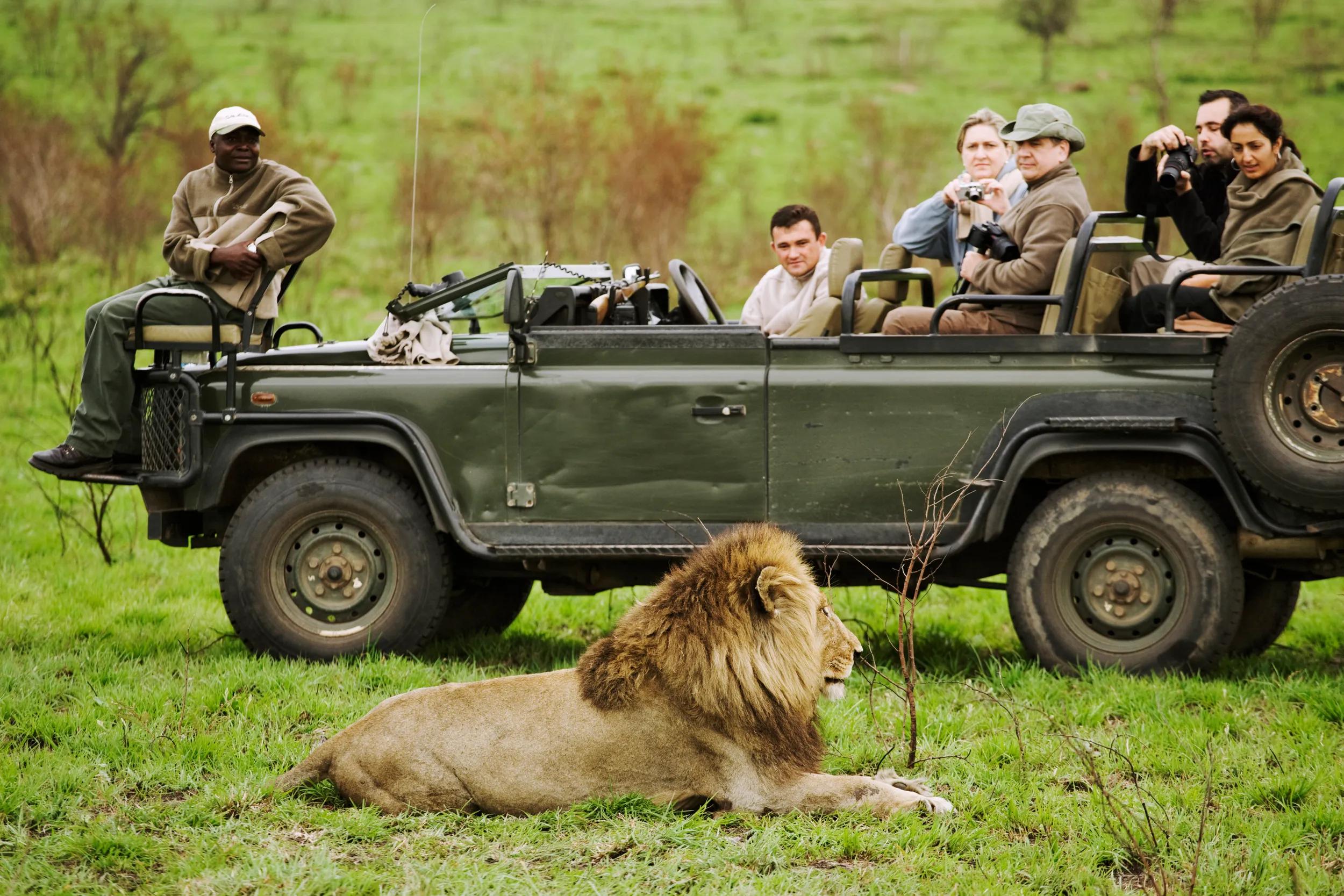 Lion (Panthera leo) Tourists on a game drive photographing an adult male lion. Savanna Private Game Lodge, Sabi Sand Game Reserve, bordering the Kruger National Park, South Africa. Dist. Sub-Saharan Africa.