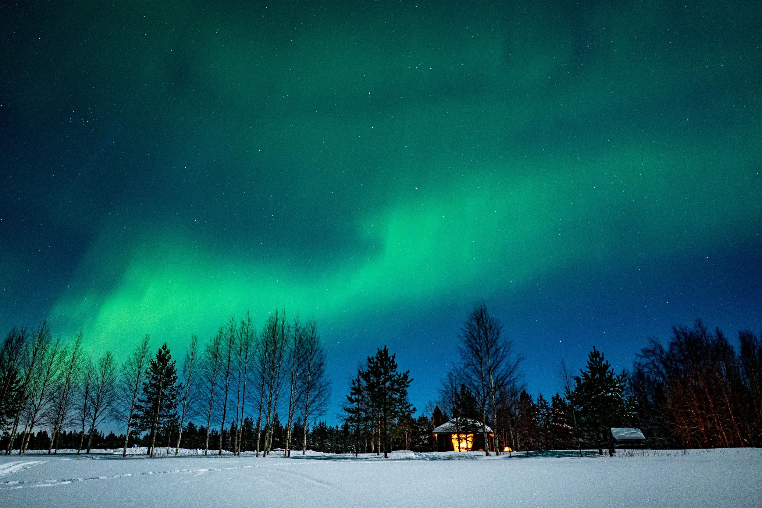 Green northern lights behind trees at the night sky