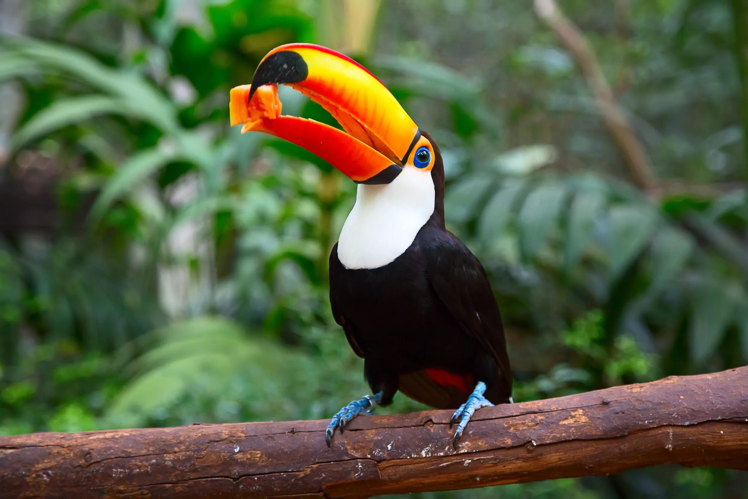 a-sca-brazil-amazon-rainforest-toucan-369818951-s