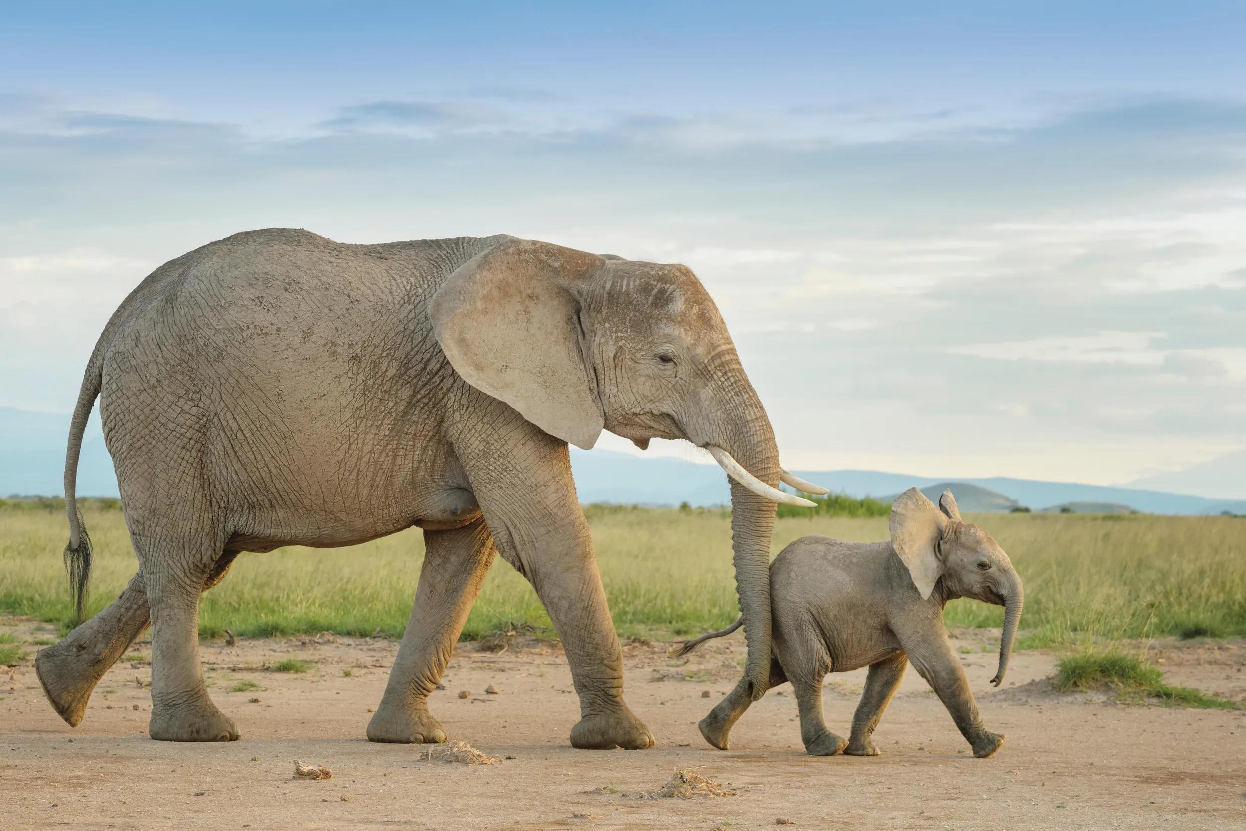 R7GE3W African elephant (Loxodonta africana) and calf walking in grassland, calf pushed by mother, Amboseli national park, Kenya.