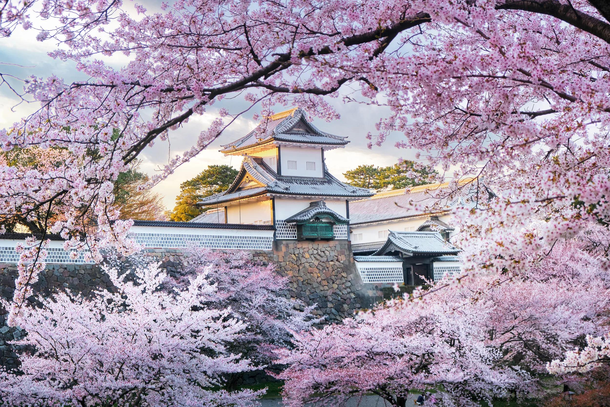 Kanazawa Castle, Japan, surrounded in pink cherry blossom.