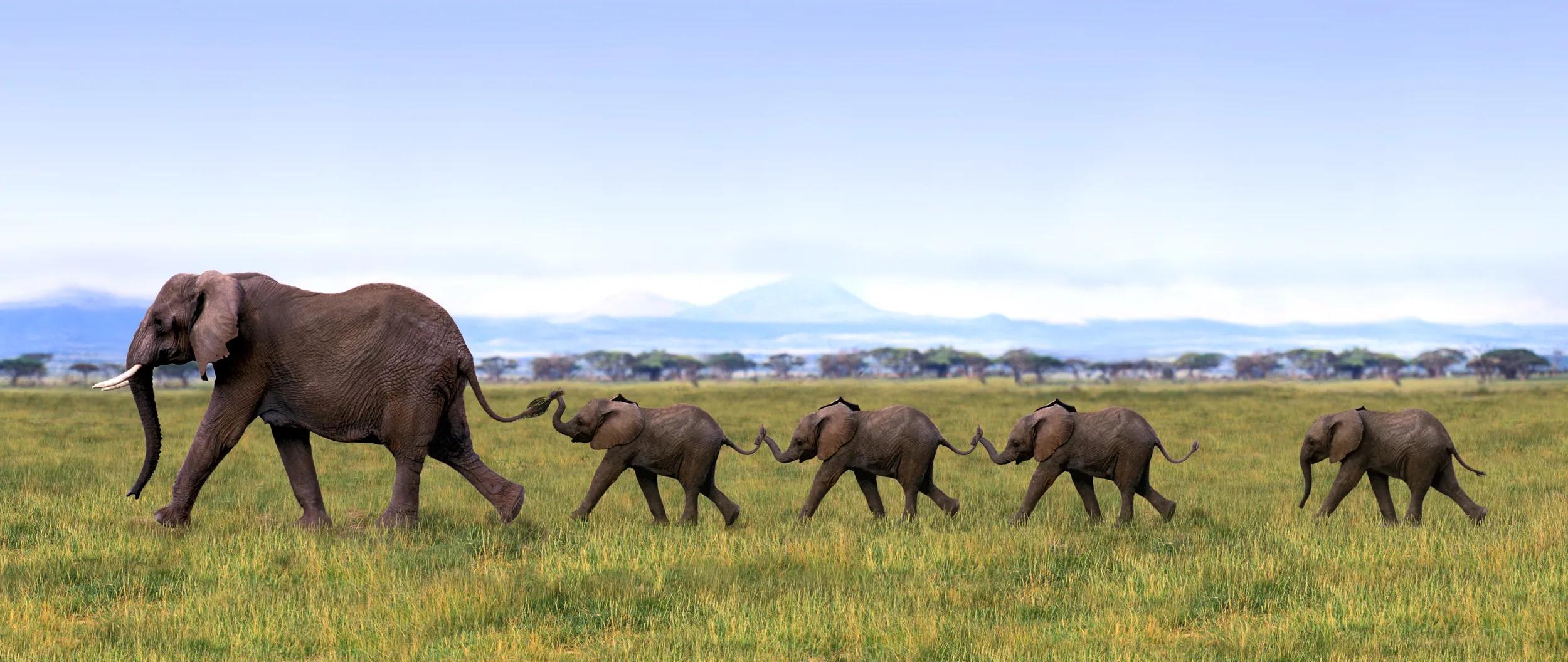 Amboseli National Park, Kenya. Elephants are gregarious animals that live in herds of 10-20. Females mate for the first time during their 15th-16th years. Gestation period is 21-22 months. Calves suckle for 2 years before being weaned.