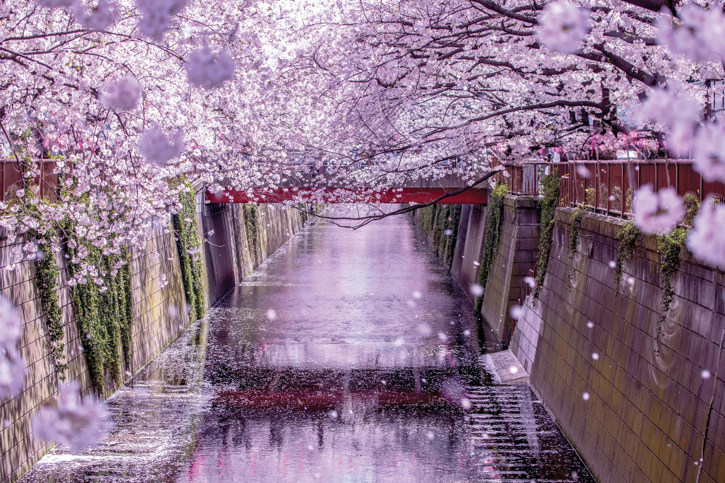 The Meguro River in Japan lined with pink cherry blossom trees.