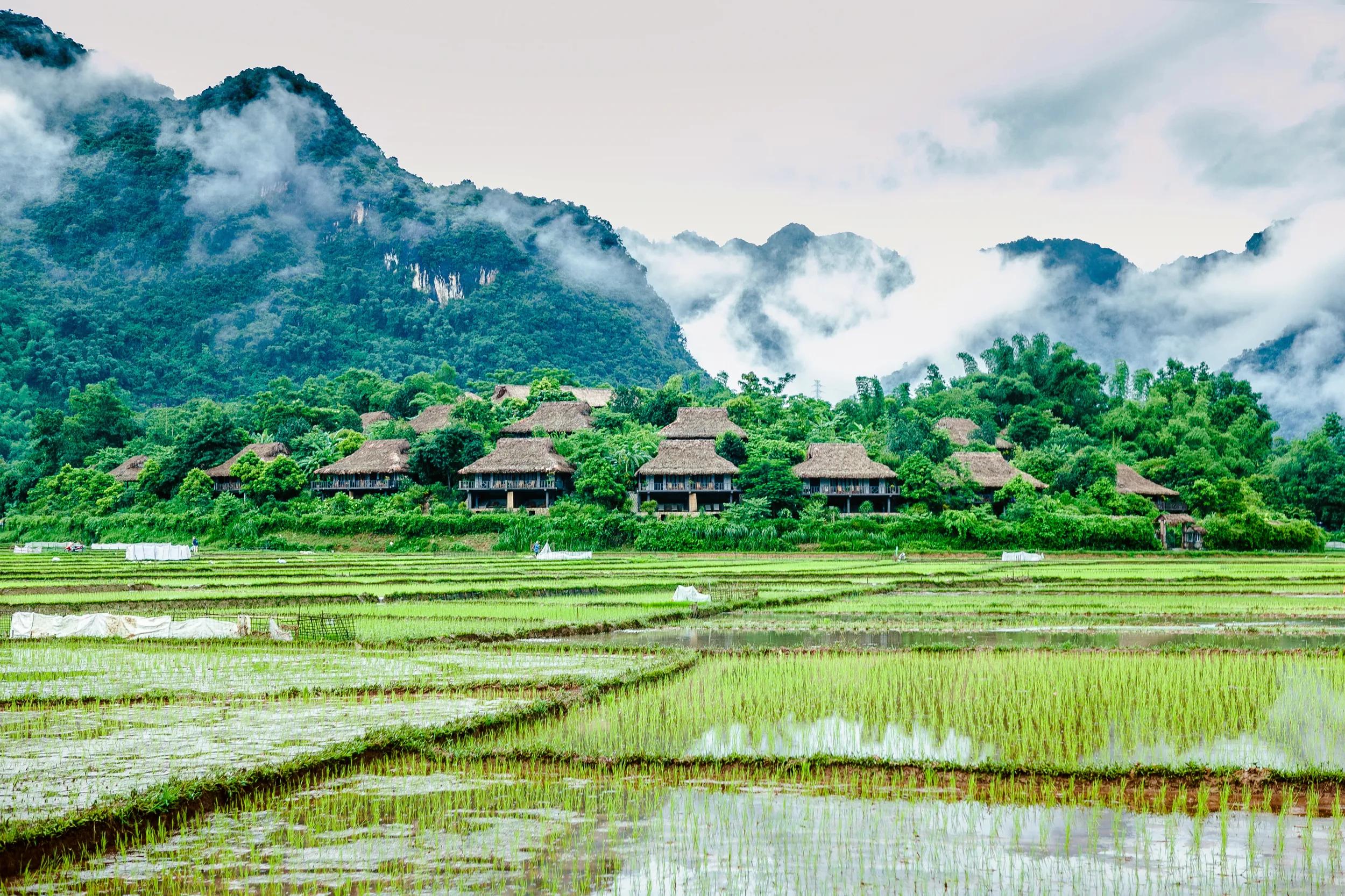 Mai Chau Ecolodge, exterior, rice fields, wet season.