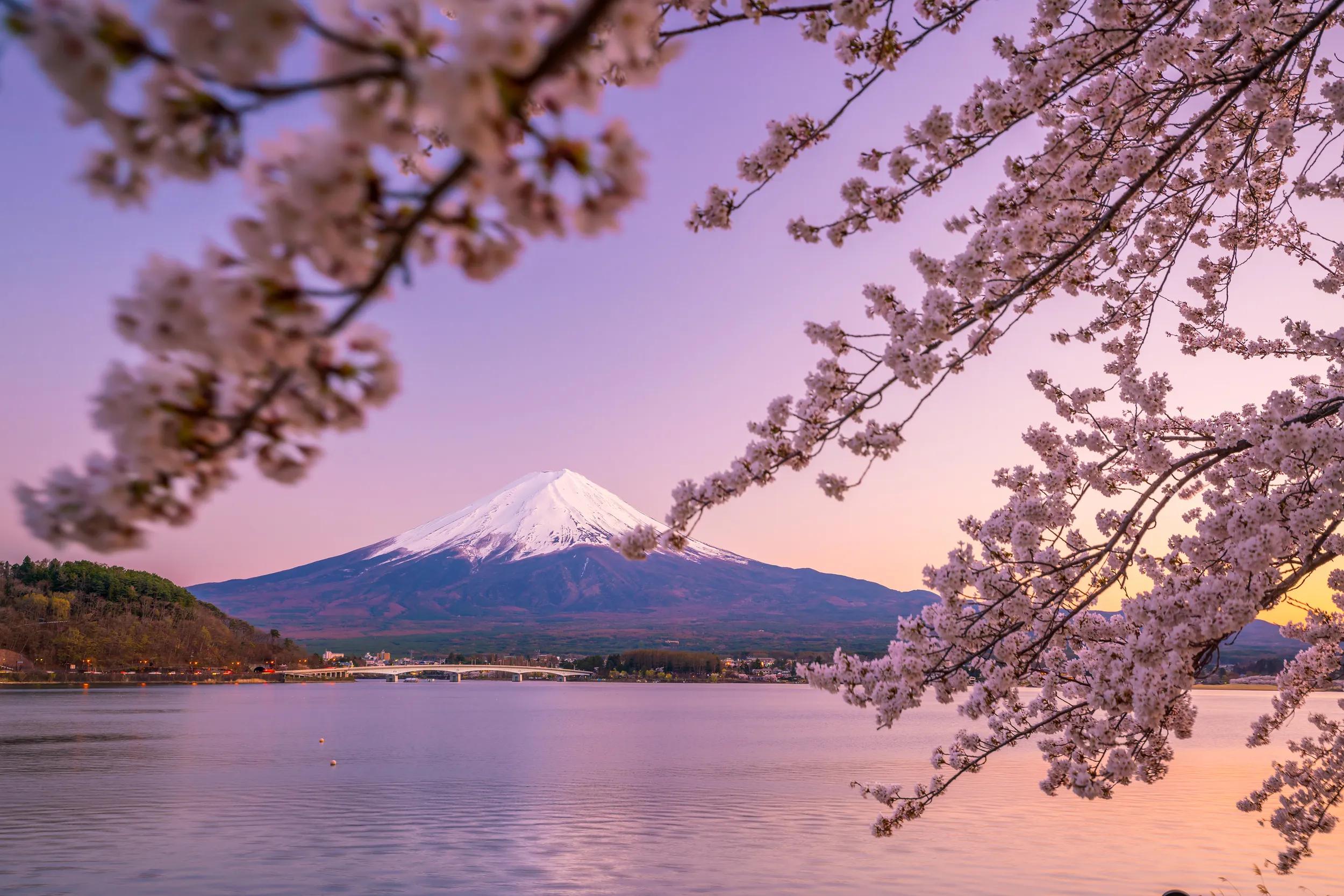Mount Fuji with Cherry Blossom (sakura), view from Lake Kawaguchiko, Japan