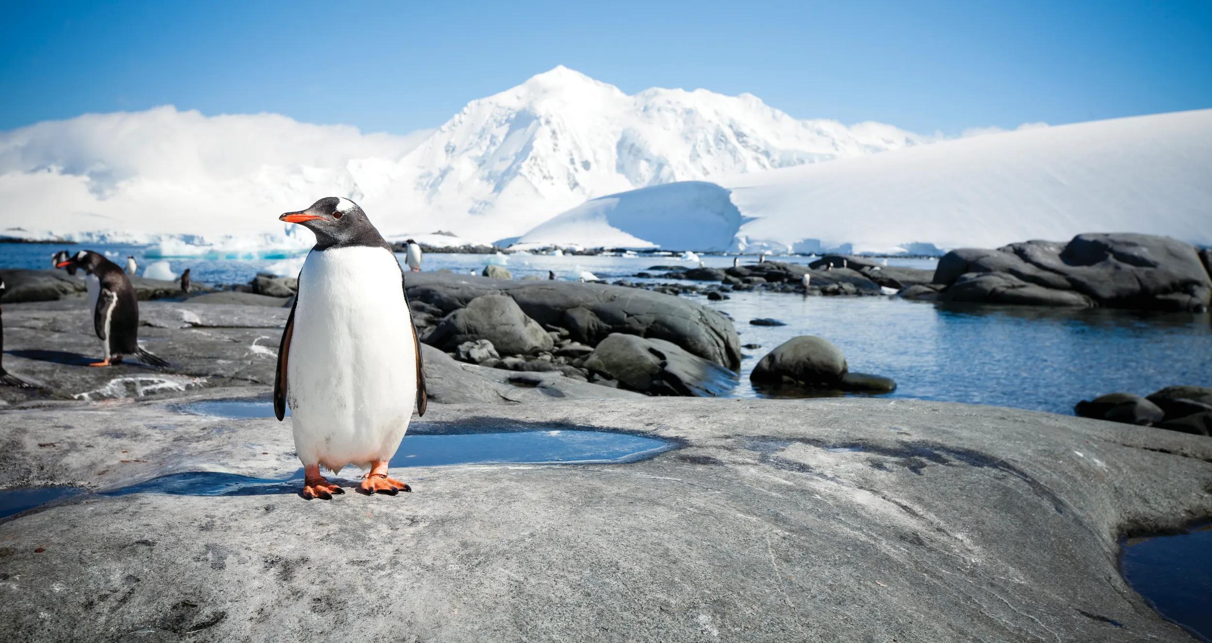 Penguin with Antarctic Landscape