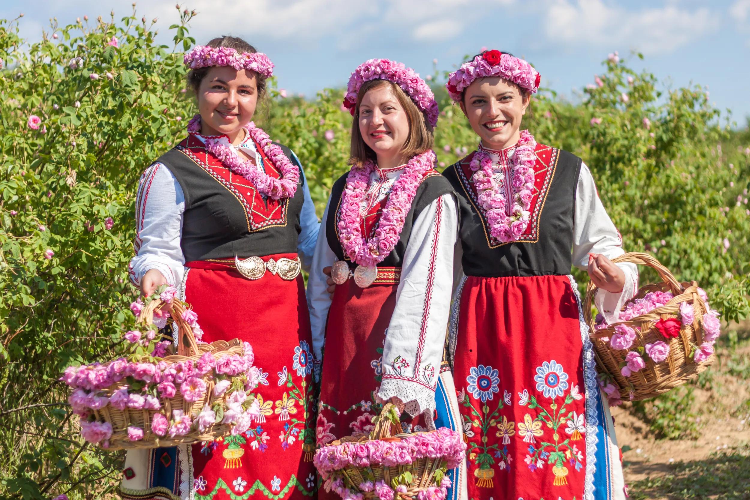 Women dressed in a Bulgarian traditional folklore costume picking roses in a garden, as part of the summer regional ritual in Rose valley, Bulgaria.
