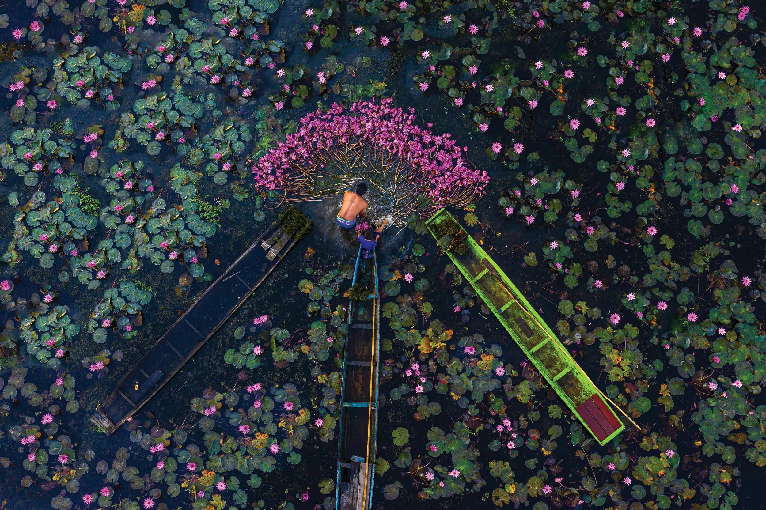 Men and children pick lotus flowers in swamps, swamp has 3 boats.Aerial view of drones