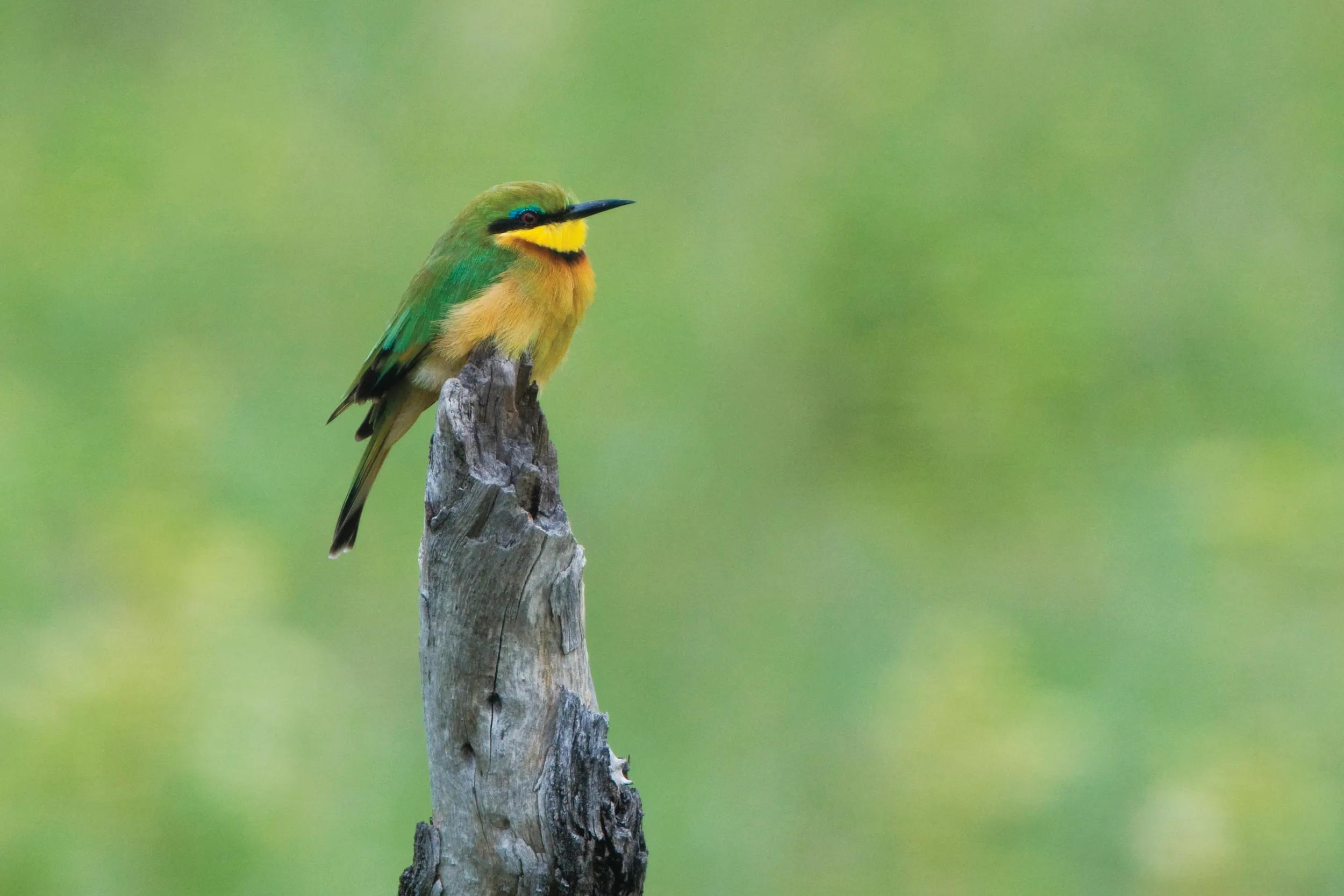 Little Bee-eater perching on dry wood.
