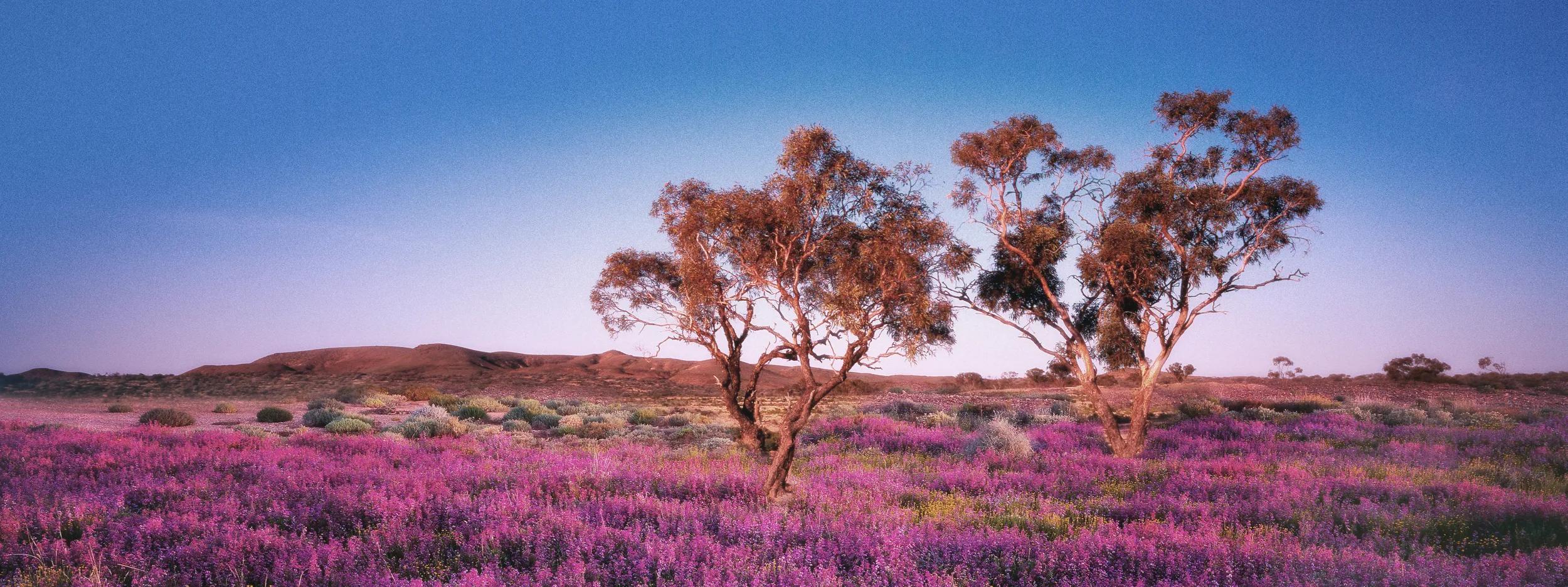  *** Local Caption *** Images supplied according to Julie Fletcher VALD 2014