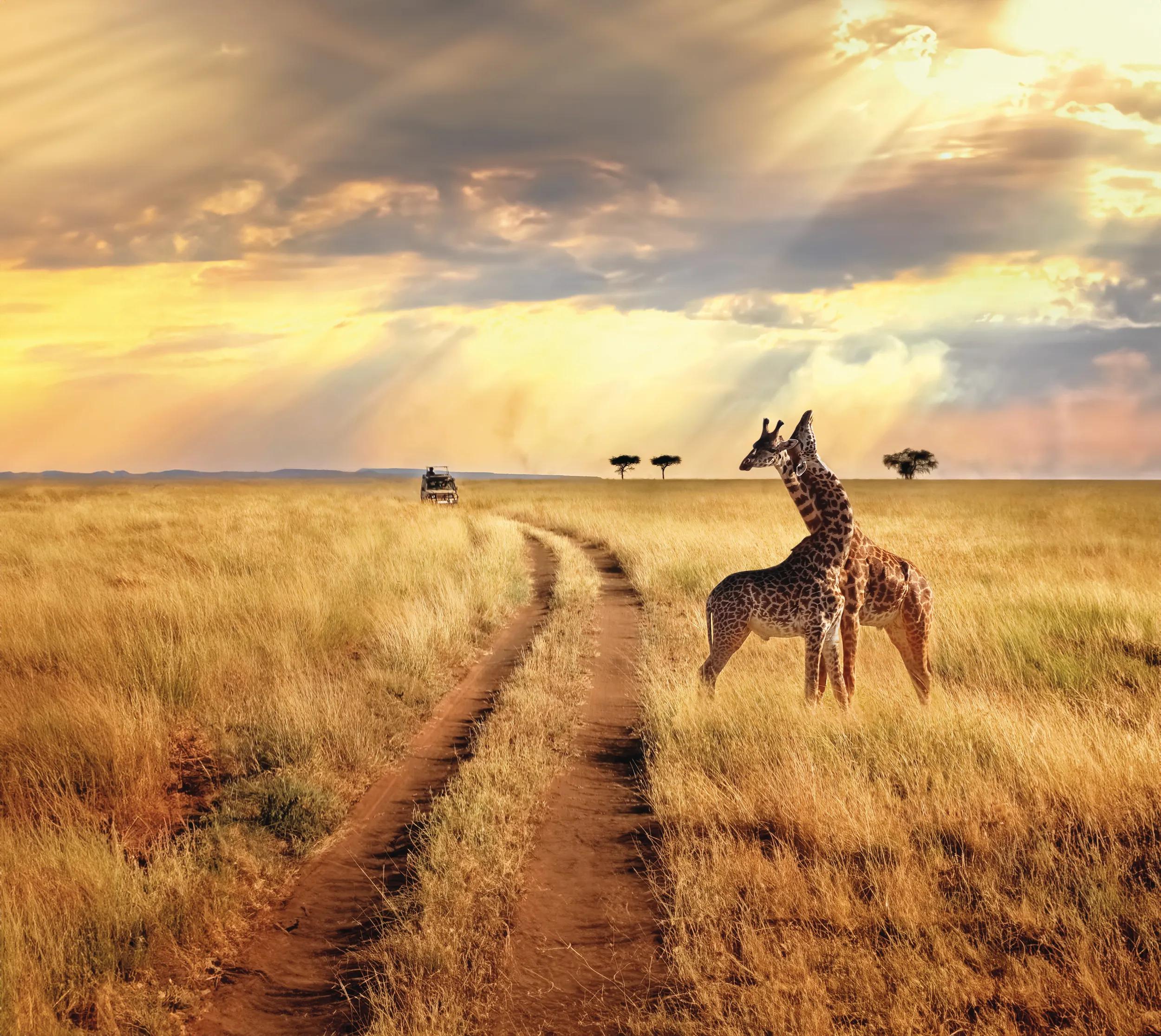 Group of giraffes in the Serengeti National Park on a sunset background with rays of sunlight. African safari.