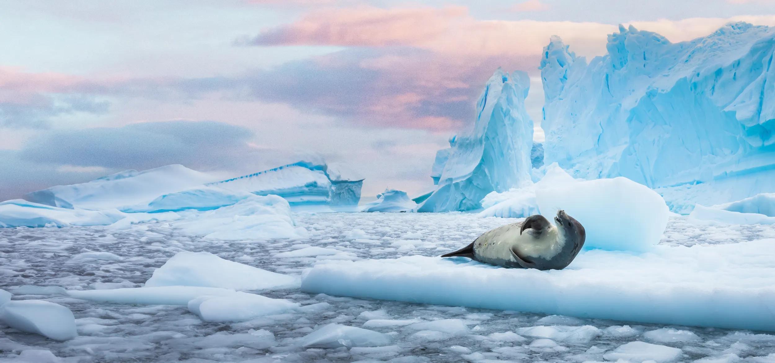 Crabeater seal (lobodon carcinophaga) in Antarctica resting on drifting pack ice or icefloe between blue icebergs and freezing sea water landscape in the Antarctic Peninsula