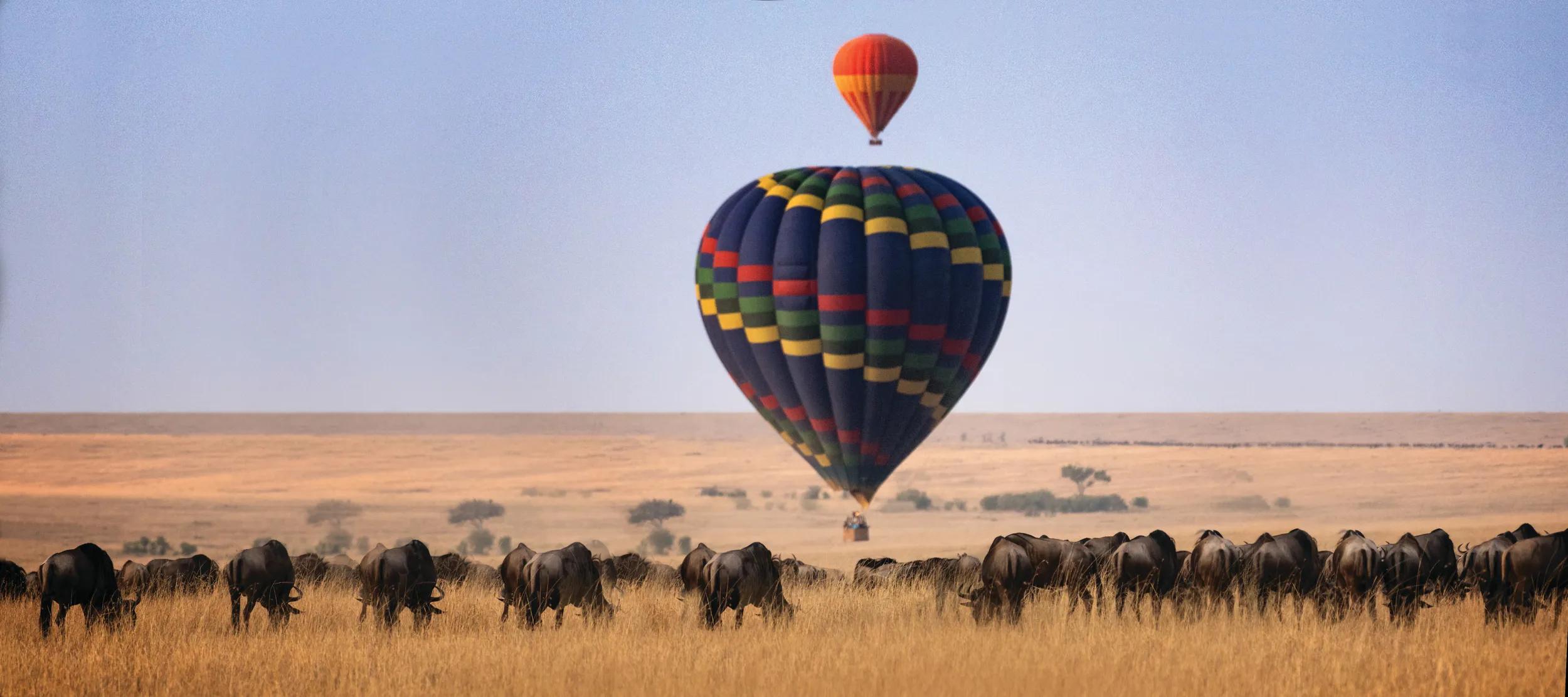 Two hot air balloons lifting off against foreground of golden grass and wildebeest grazing in the Masai Mara, Kenya.