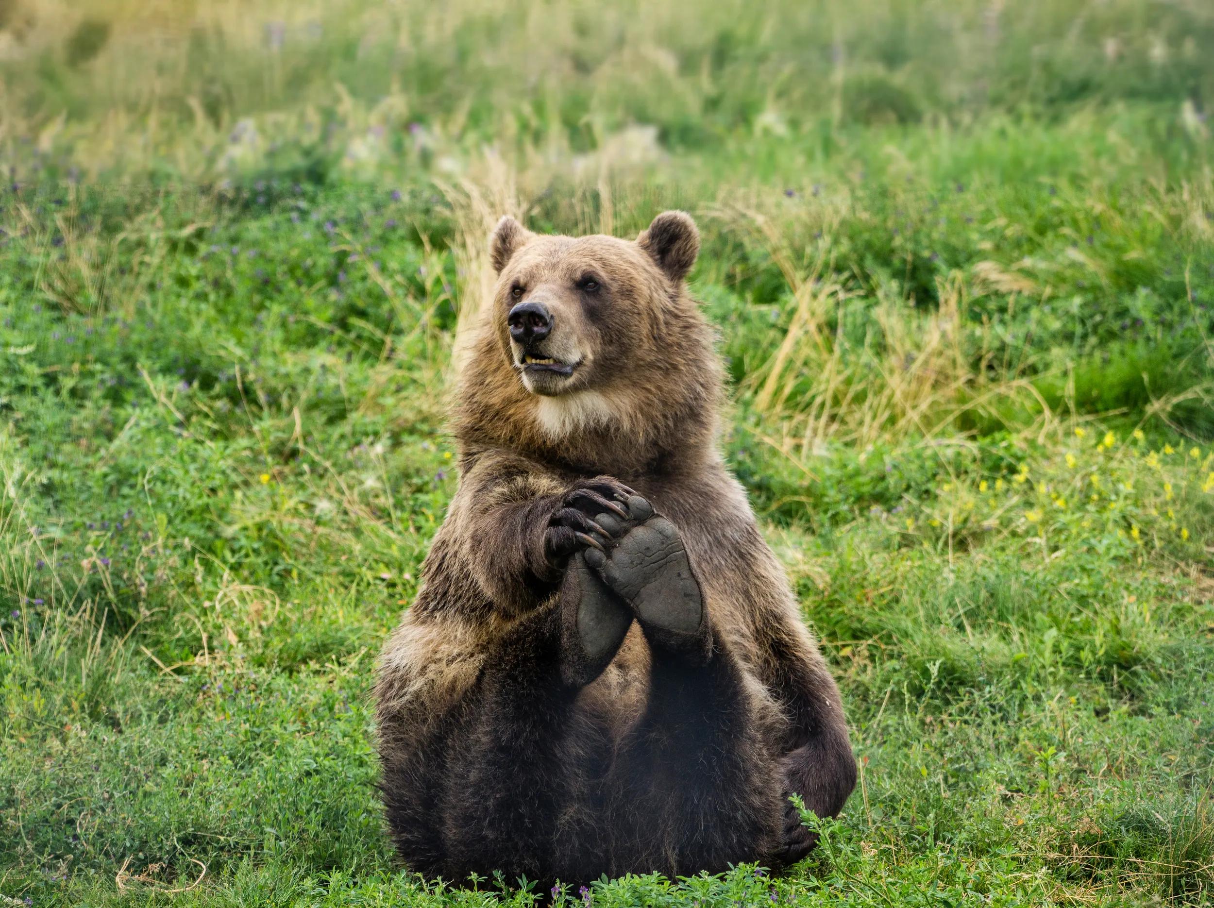 Grizzly bear at Kamloops wildlife park