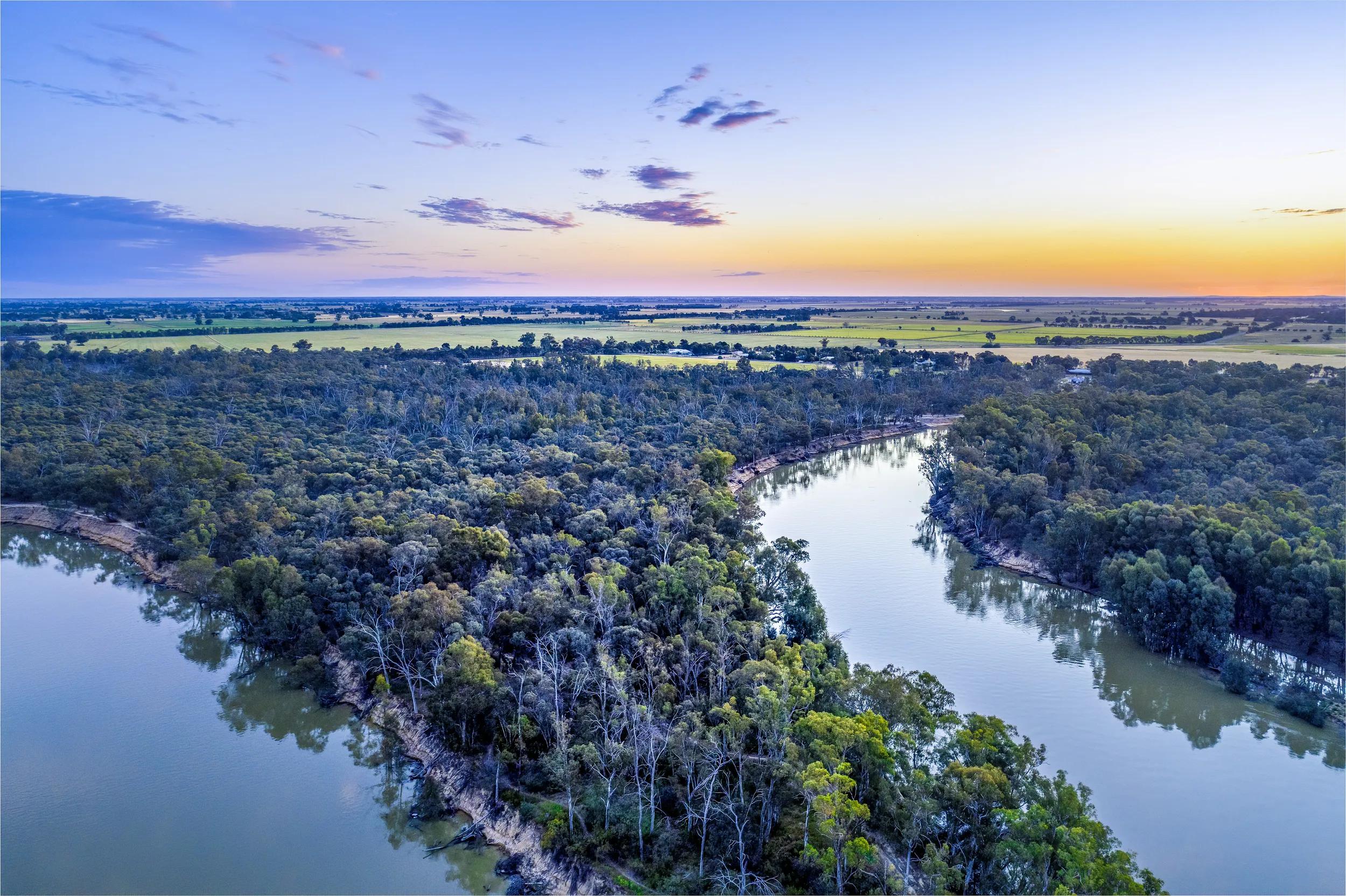 Murray River bends among trees at dusk - aerial landscape