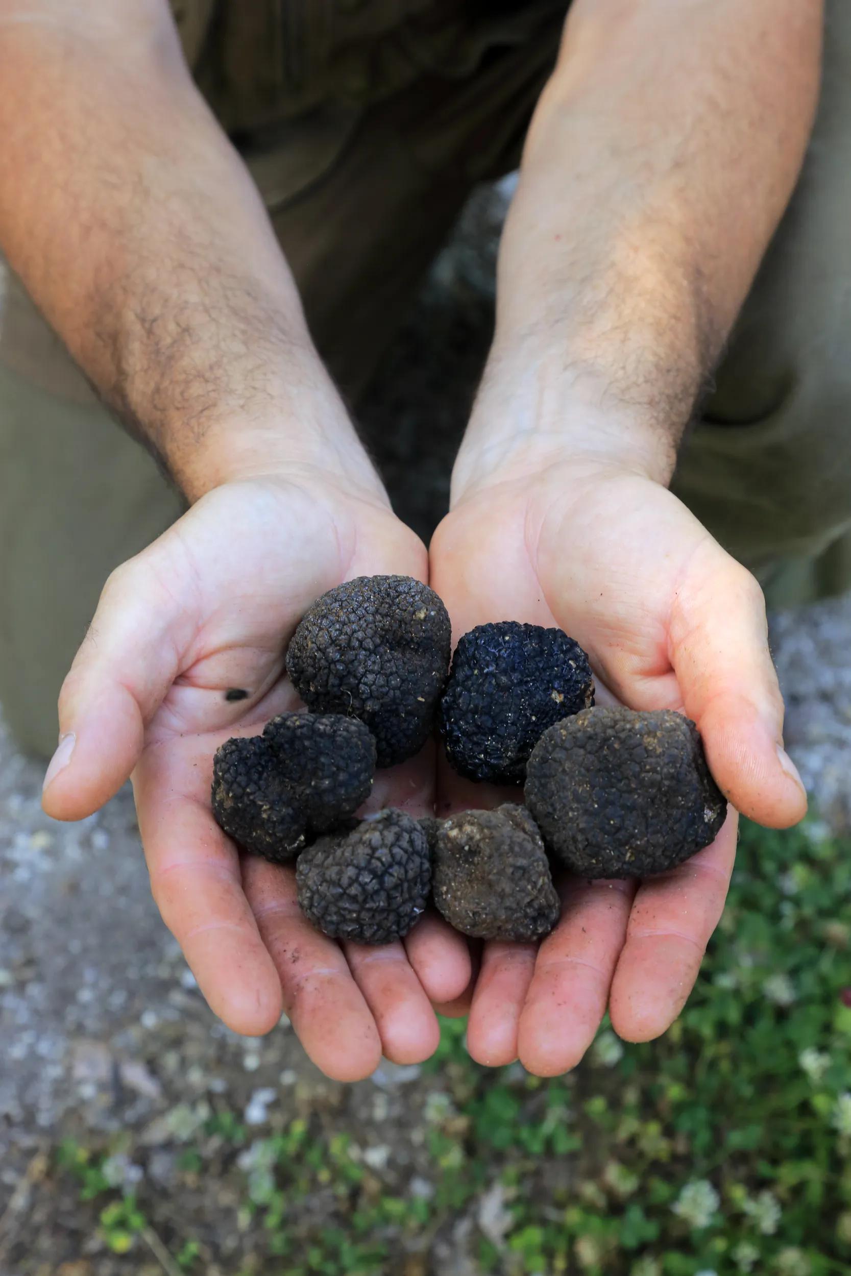 Wild black truffles in the hands of a truffle hunter.