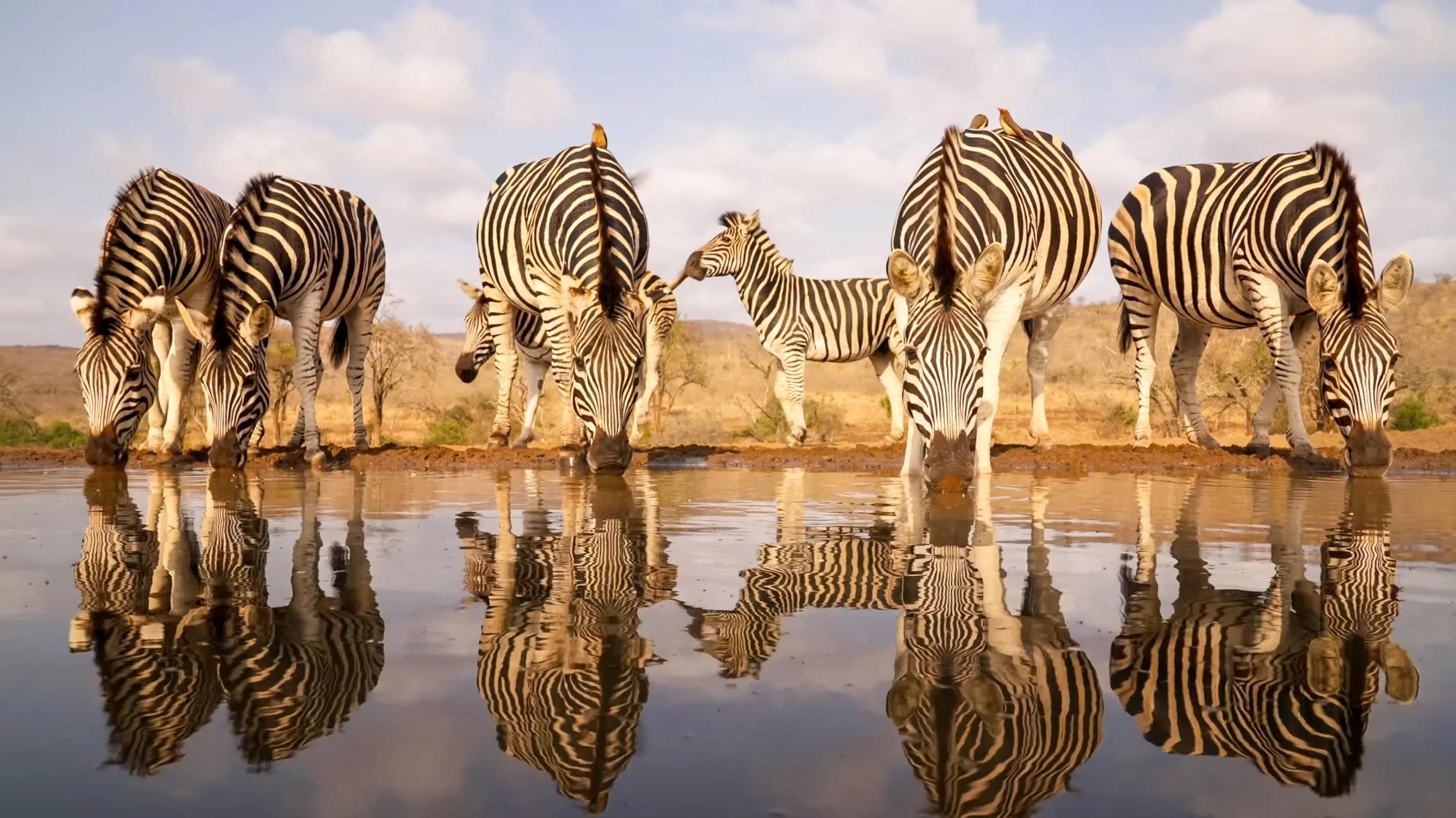 zebras drinking water at waterhole