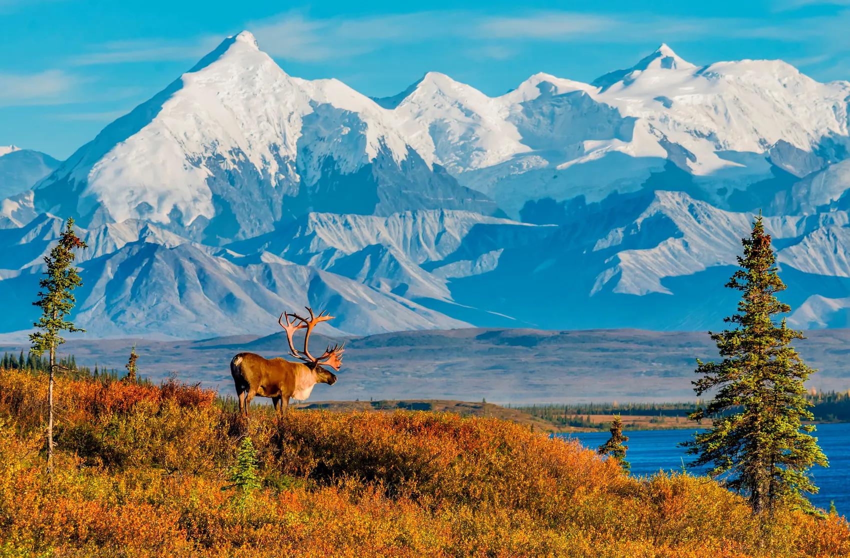 t-causa-alaska-caribou-denali-national-park-444375231-as
