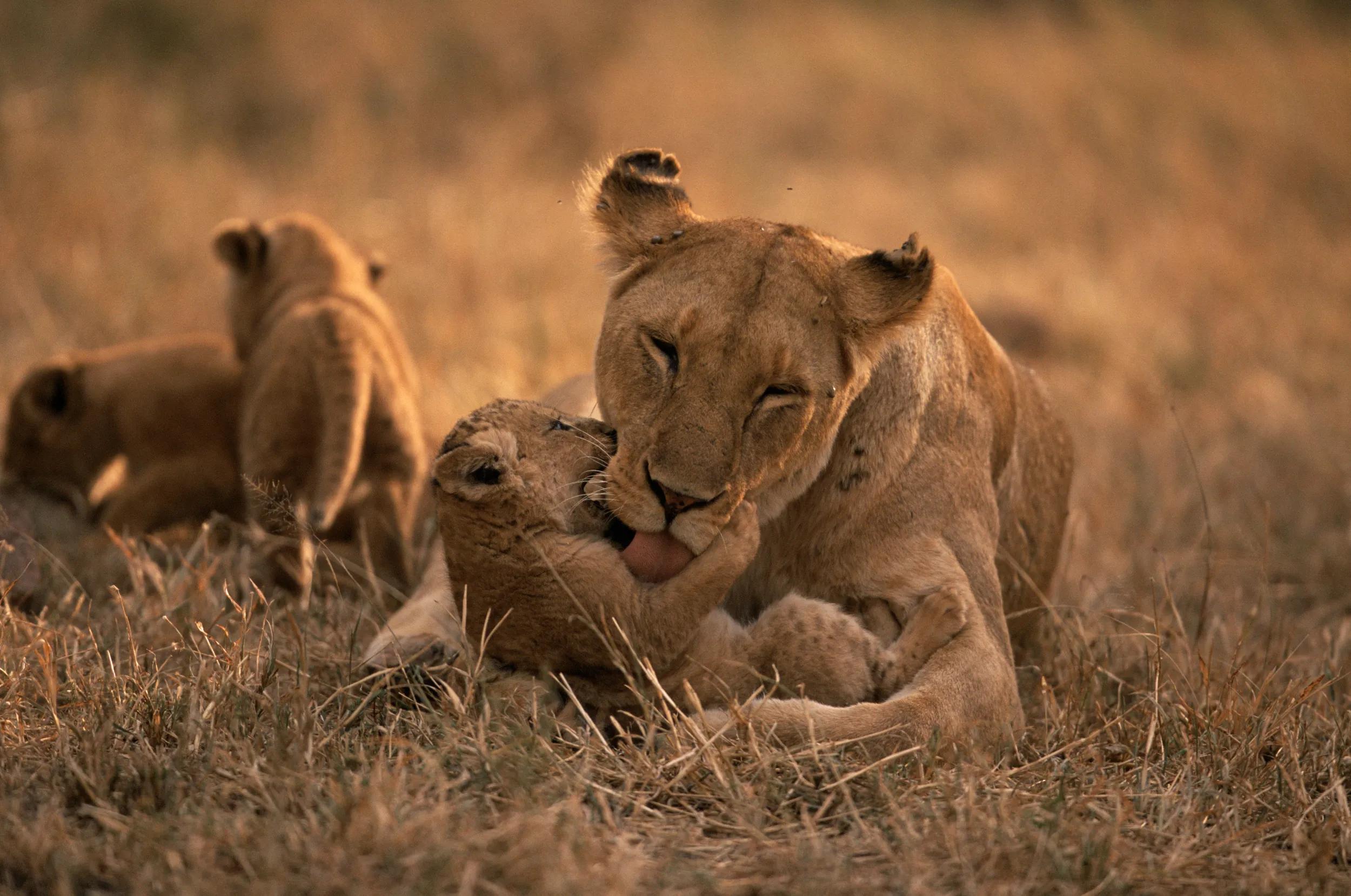 Serengeti NP, Tanzania