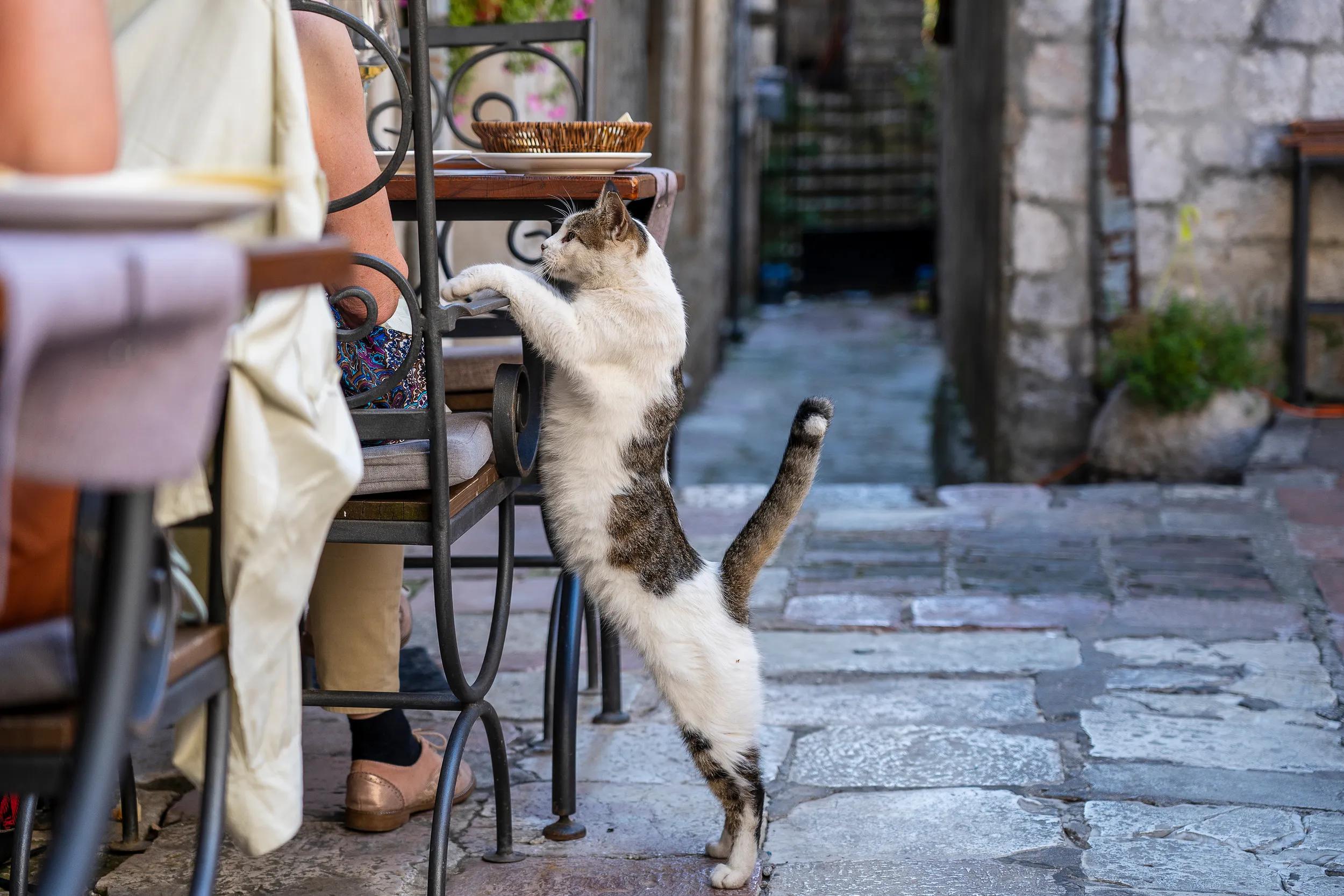 Hungry cat begs for food from tourists in a street restaurant in the old town of Kotor, Montenegro, Europe, close up
