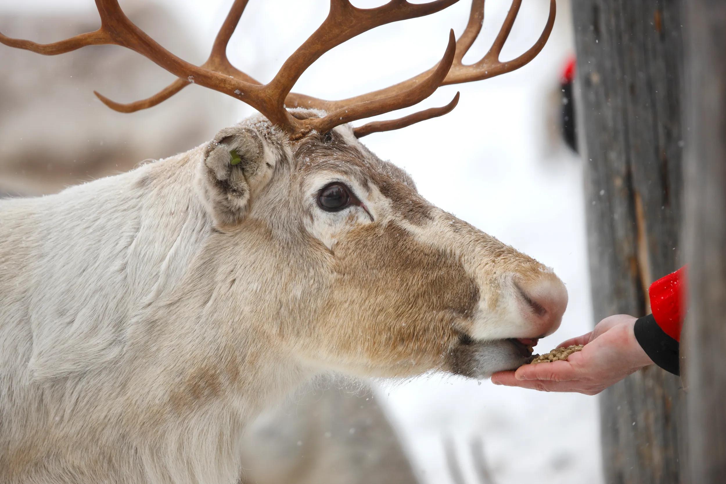 a-generic-feeding-reindeer-winter-503565128-g-rf