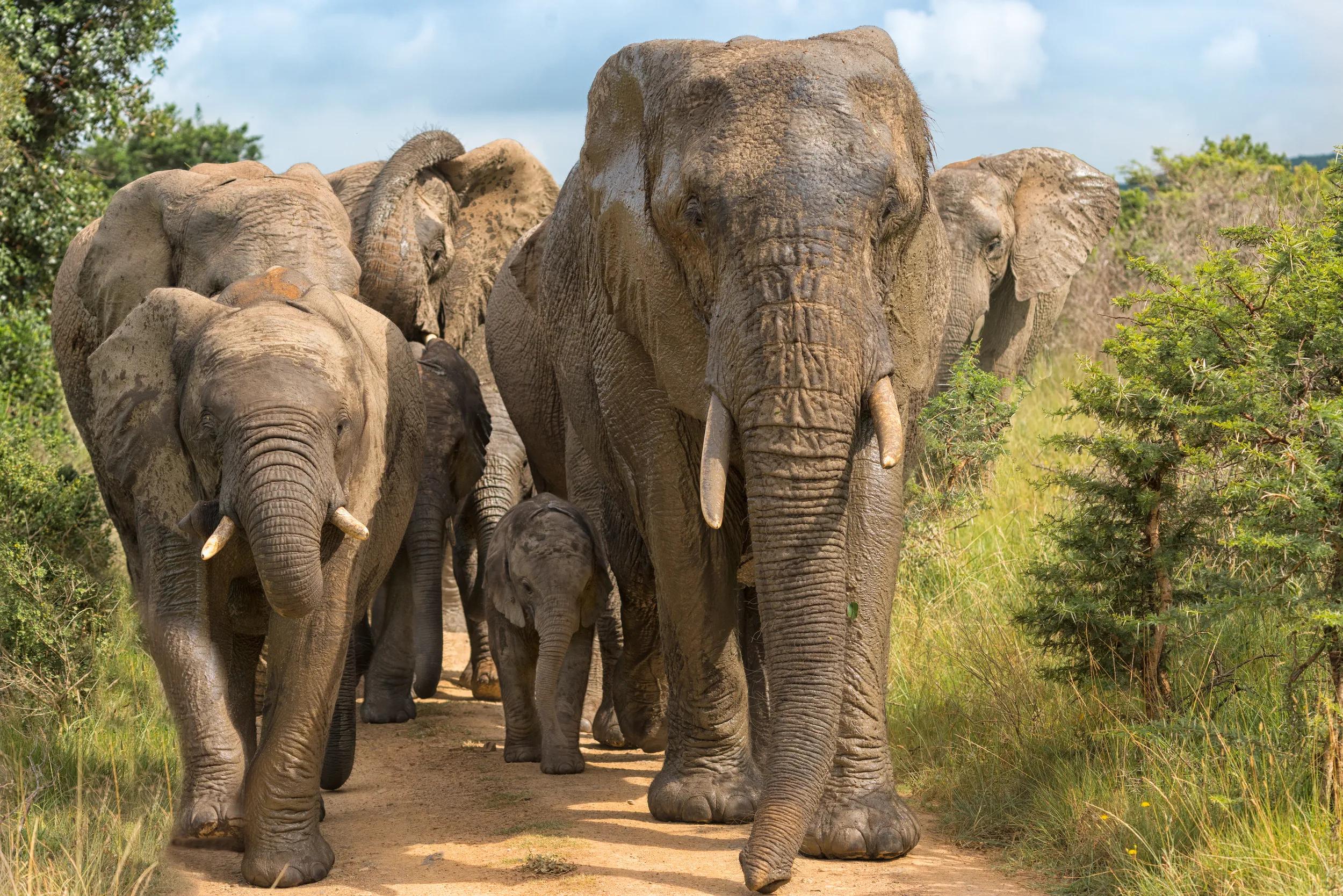 Kariega Game Reserve elephants