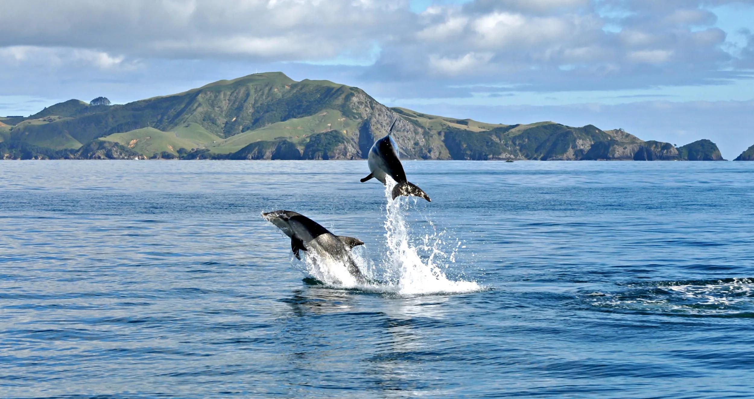 t-nz-north-island-bay-of-islands-dolphins-jumping-163757576-g-rf
